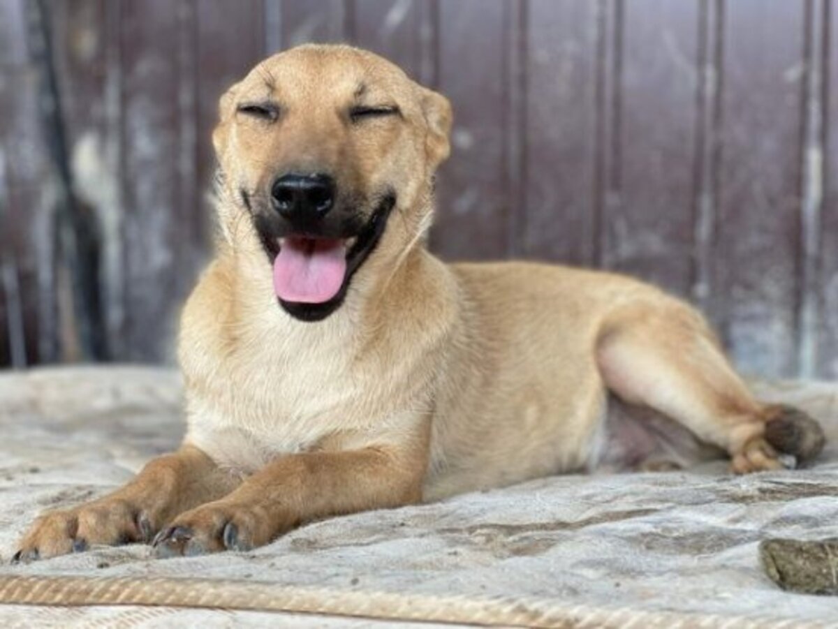 Adoption Nacho