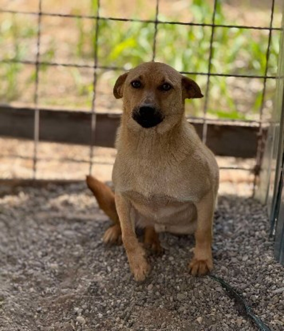 Adoption Nacho