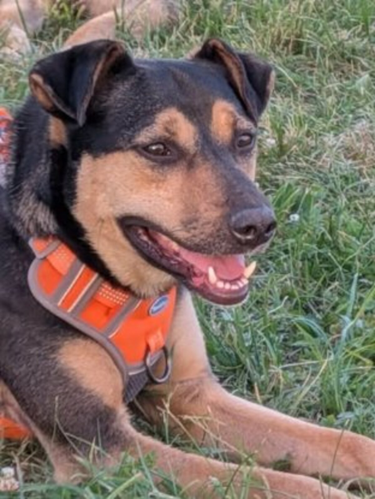 Adoption Nadezda
