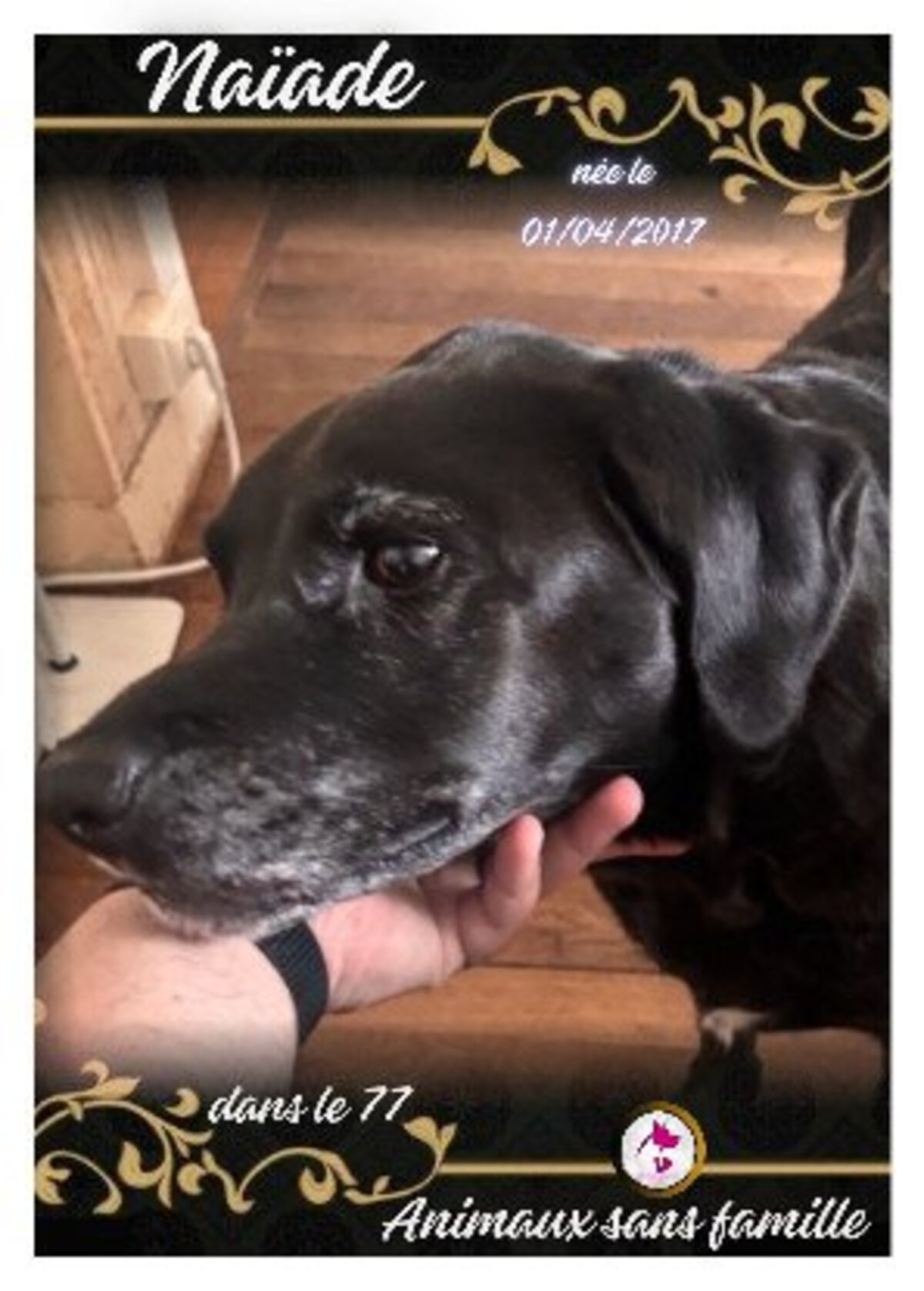 Adoption Naïade