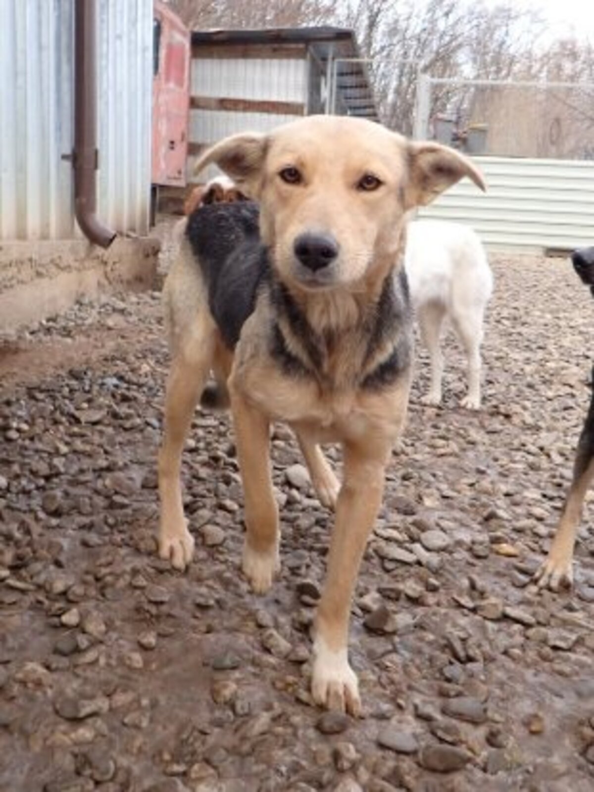 Adoption Najua