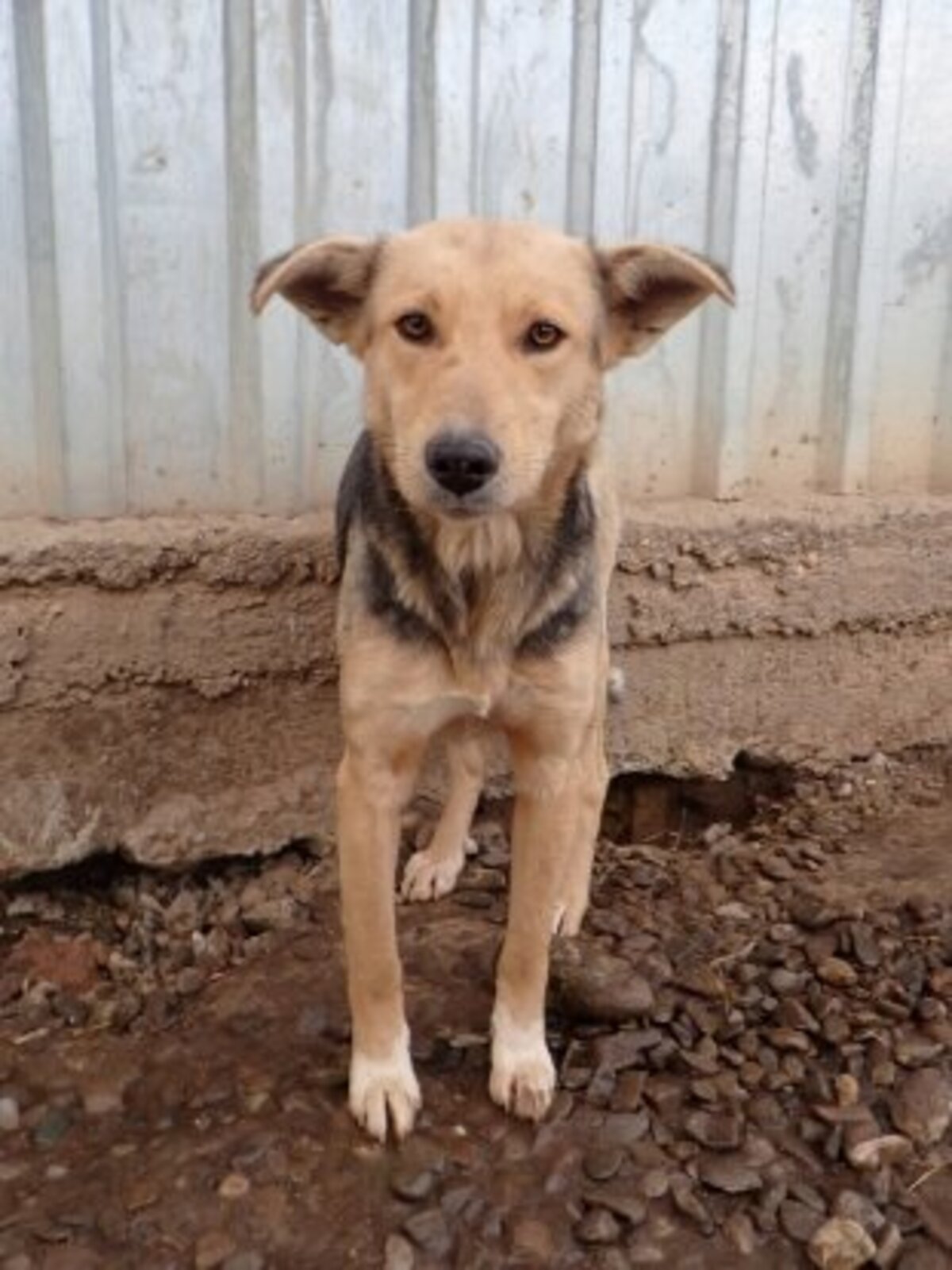 Adoption Najua