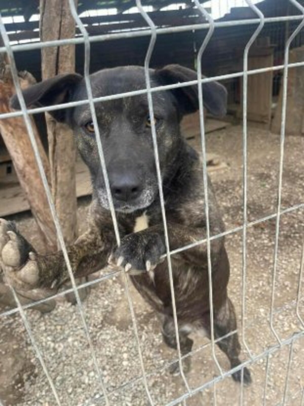 Adoption Nala