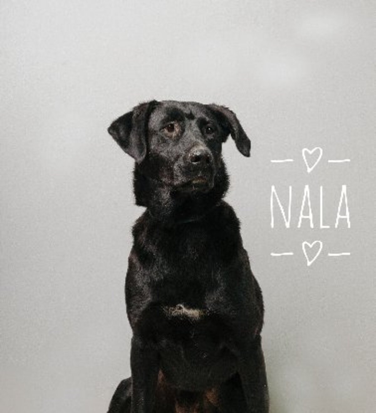 Adoption Nala