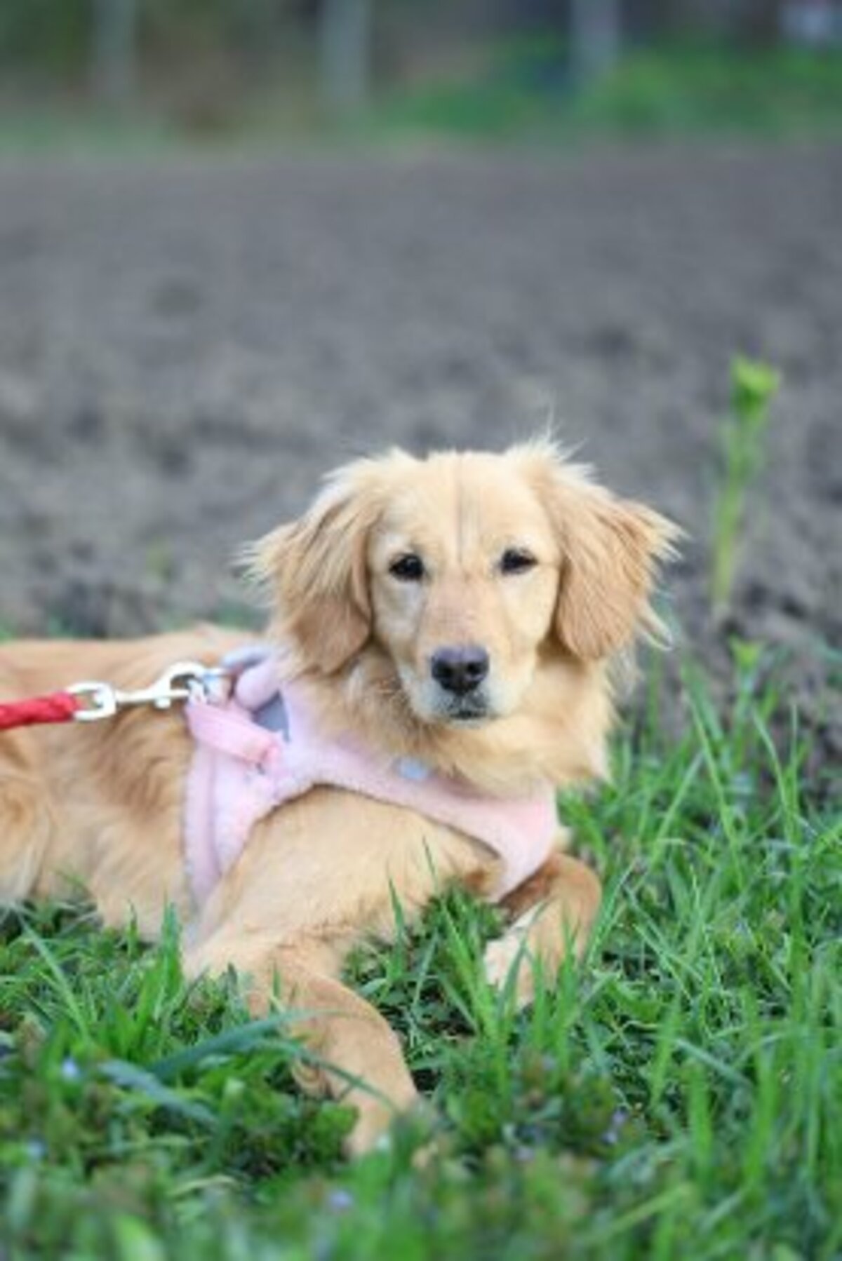 Adoption Nala