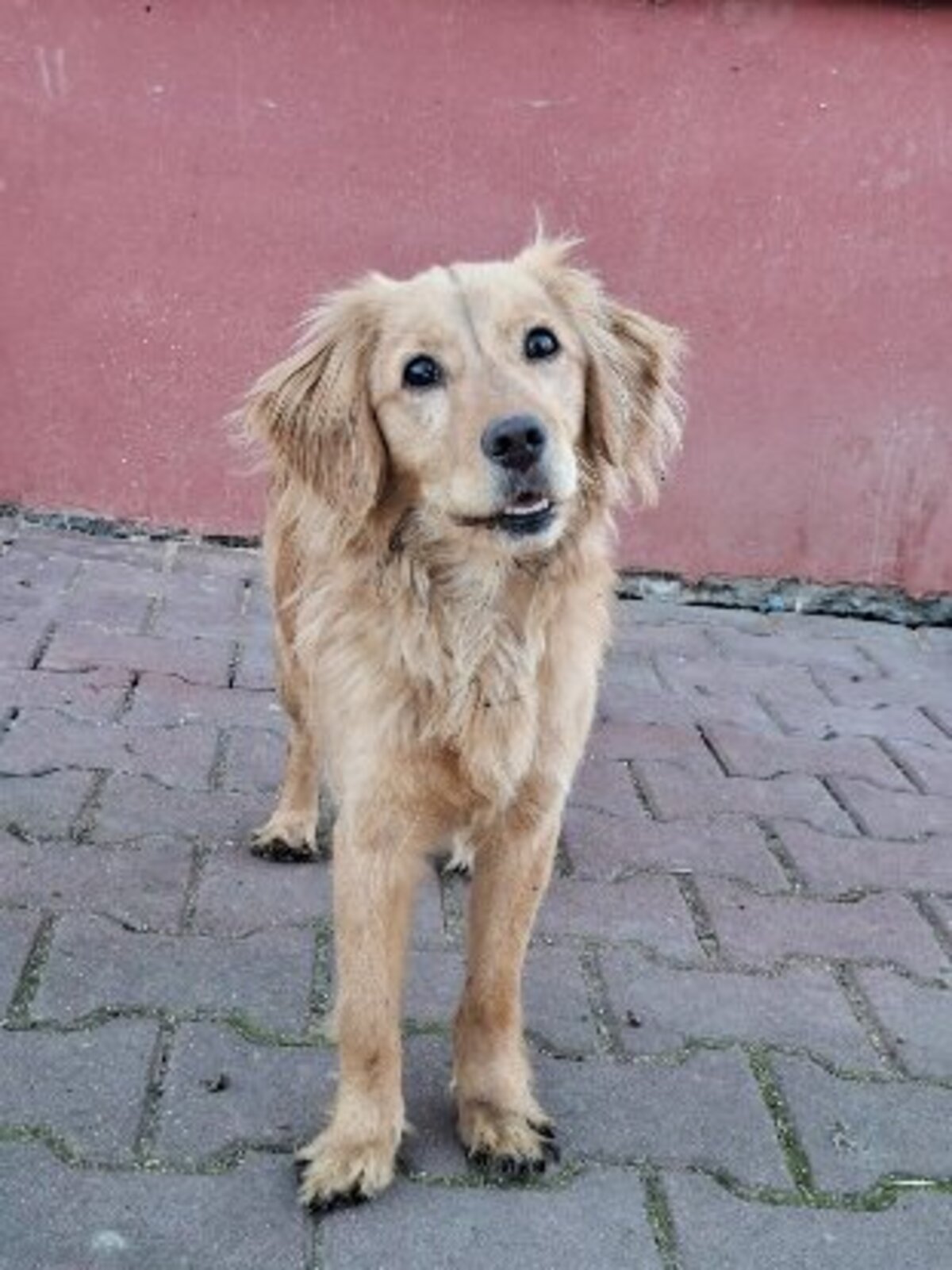 Adoption Nala