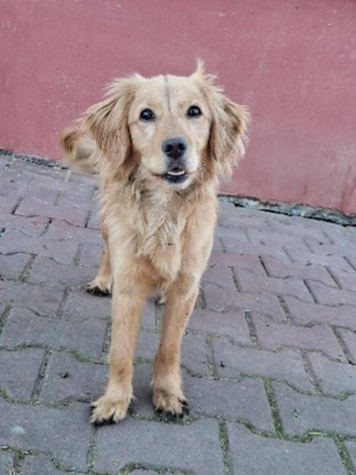 Adoption Nala