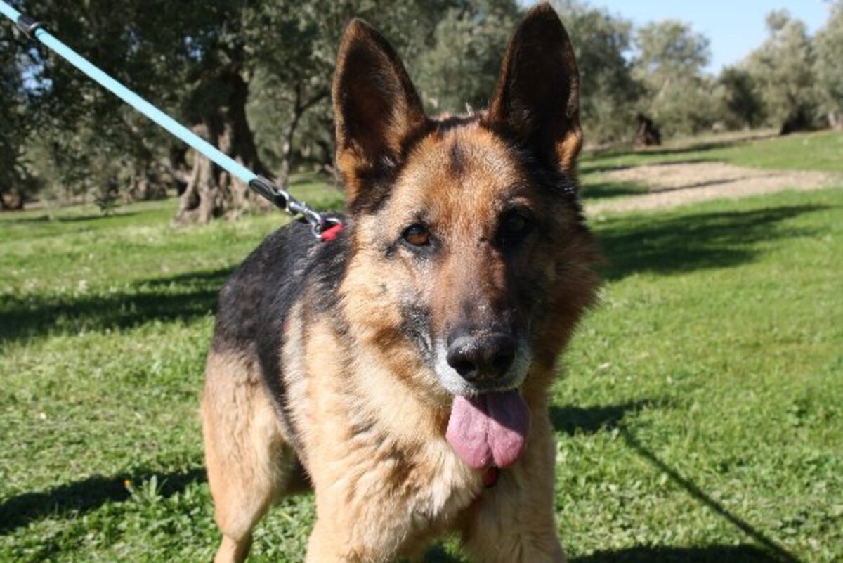 Adoption Nancy