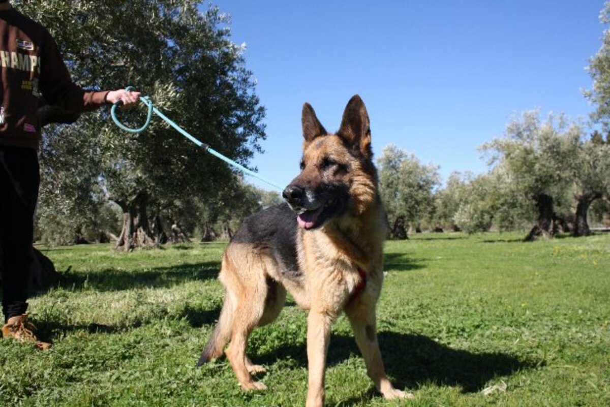 Adoption Nancy