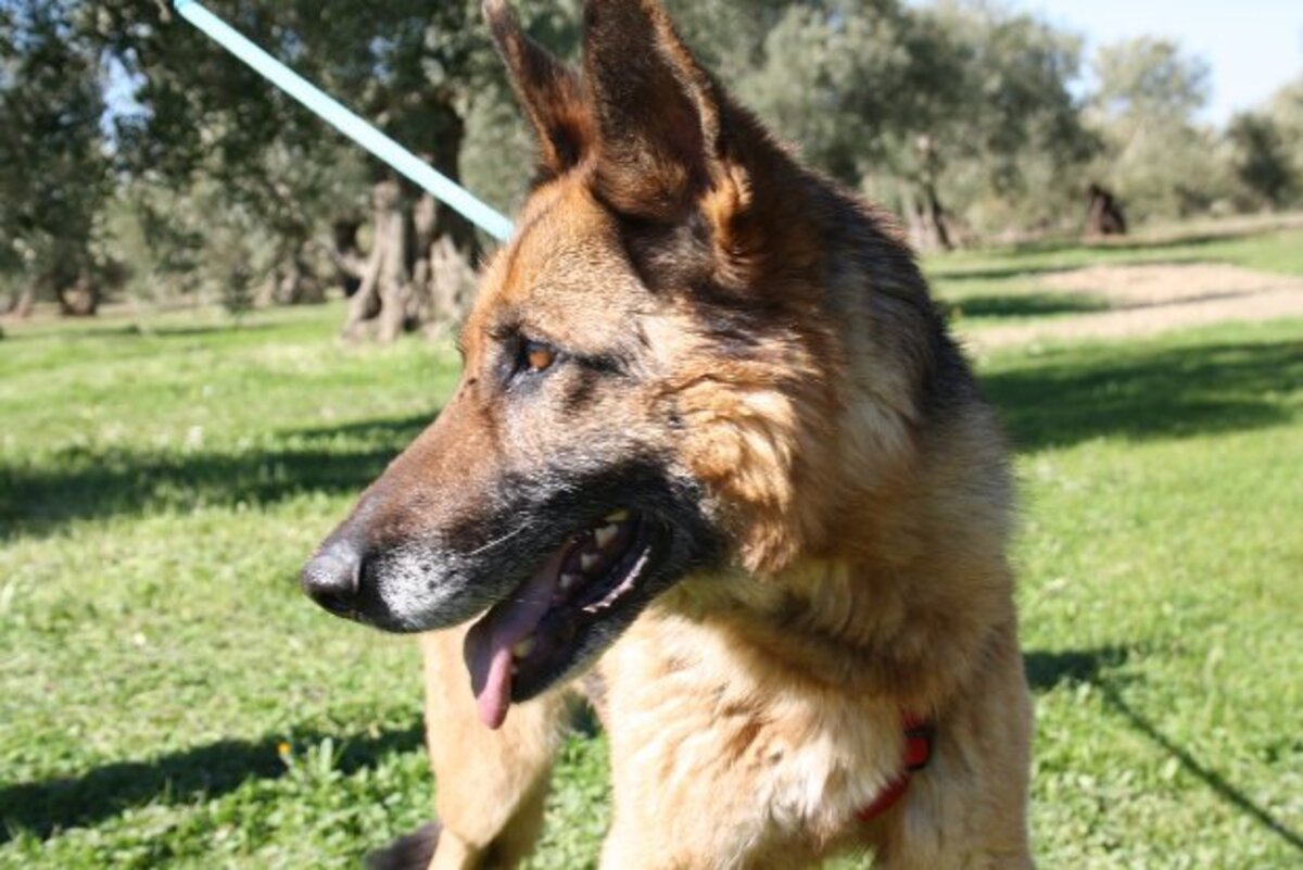 Adoption Nancy