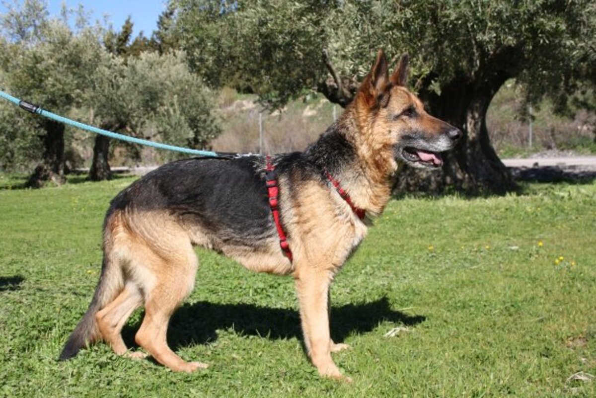 Adoption Nancy