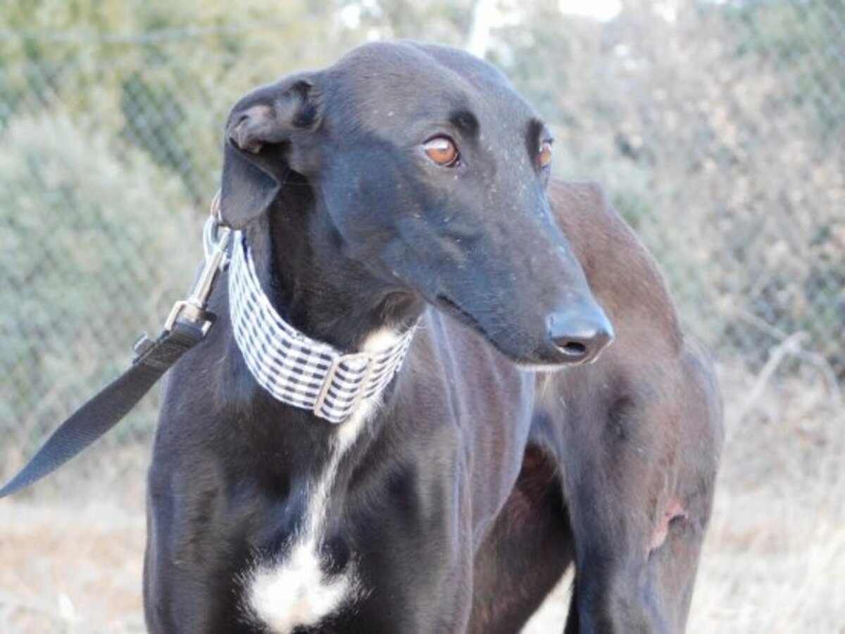 Adoption Nani