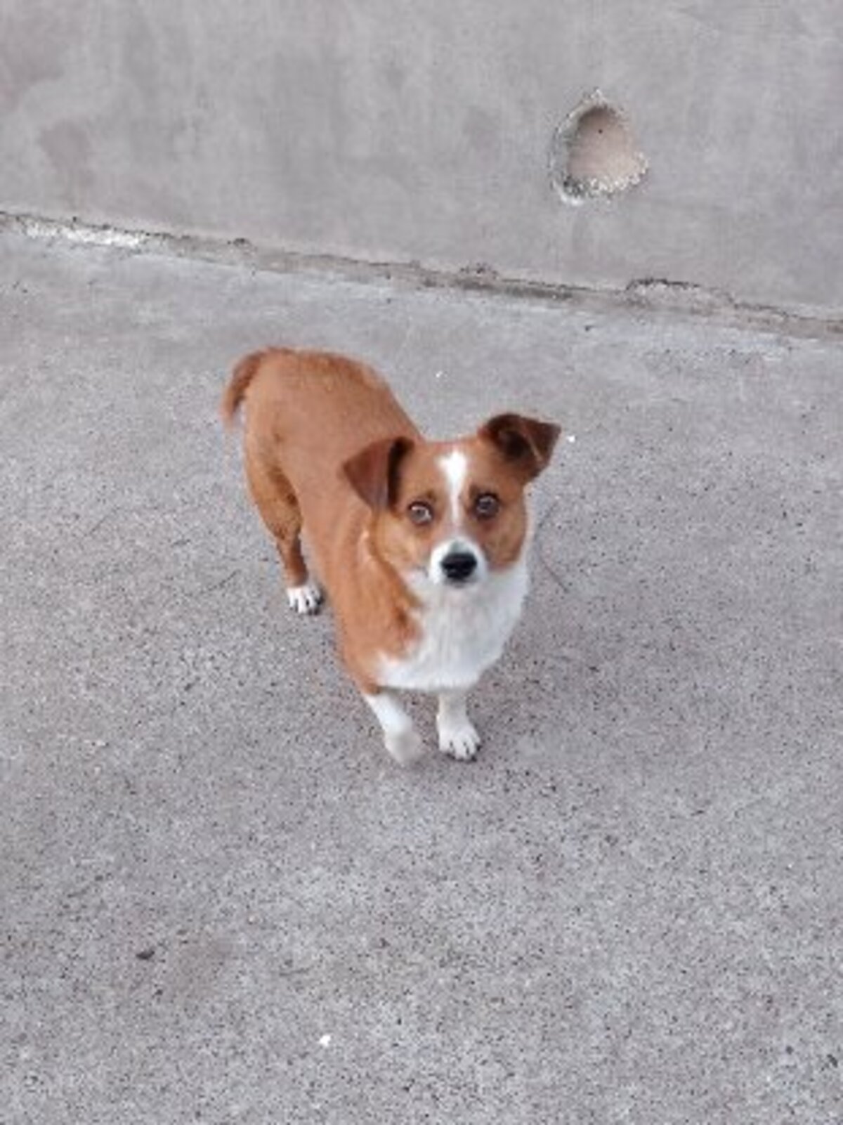 Adoption Nani