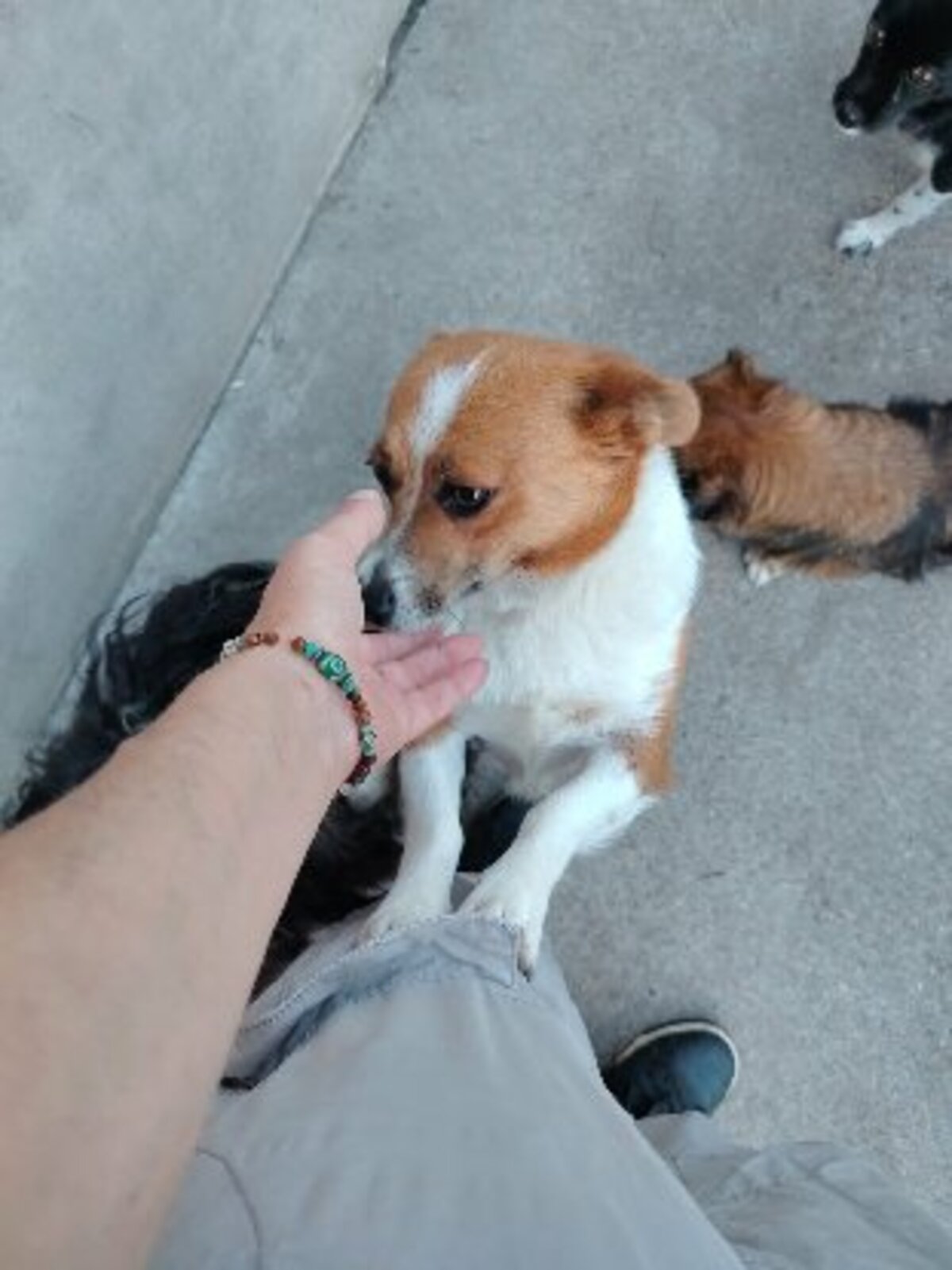 Adoption Nani