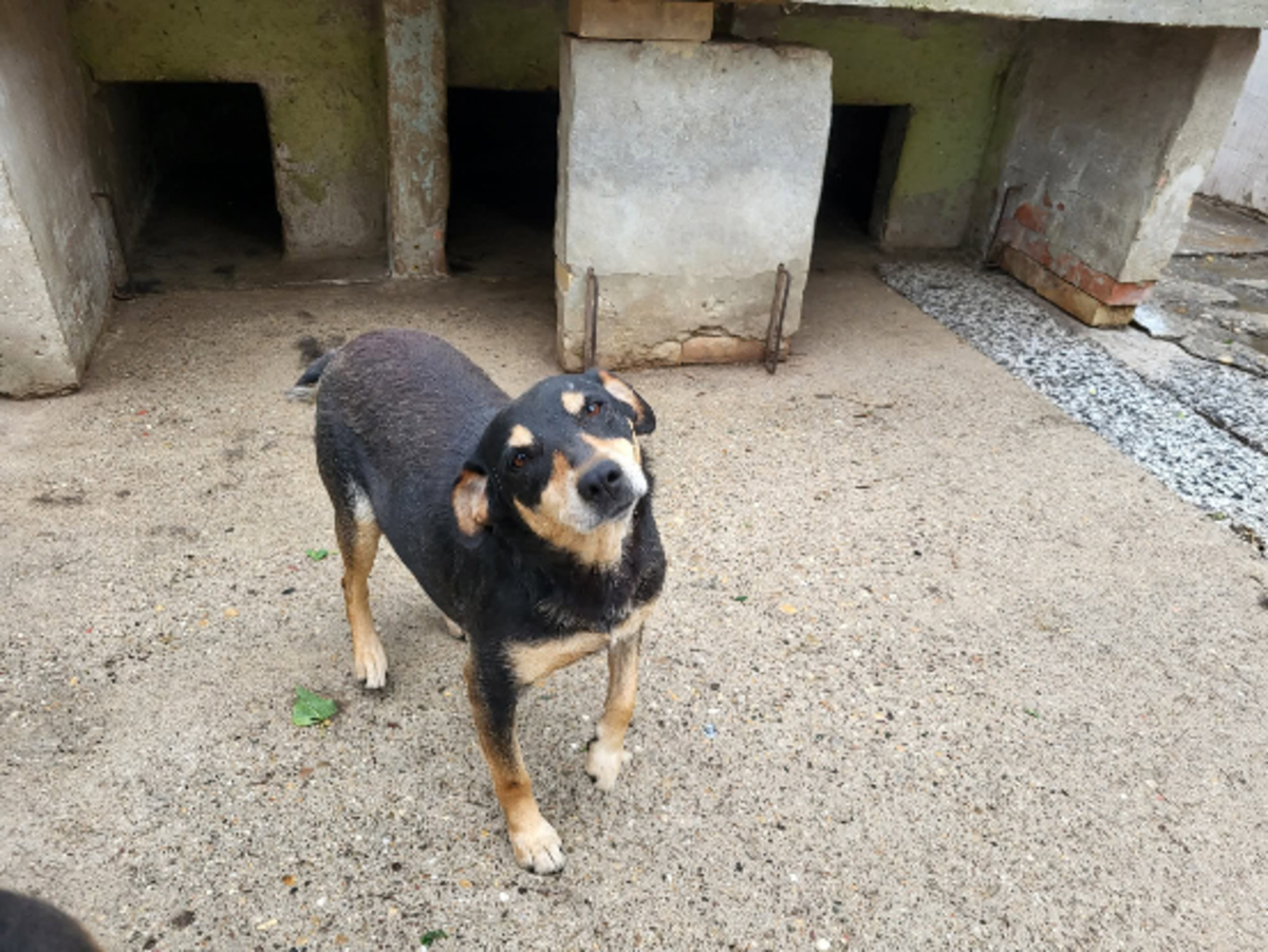 Adoption Nanni