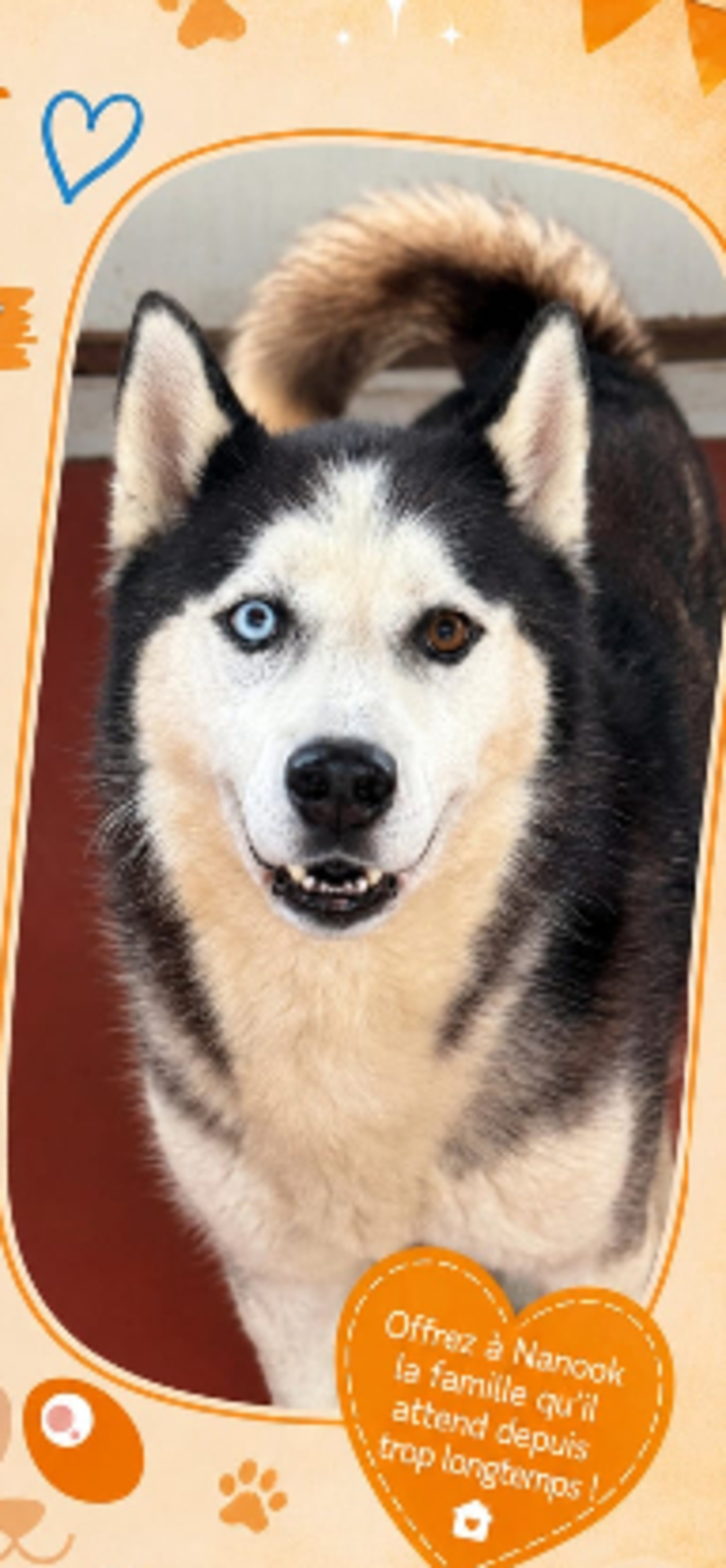 Adoption Nanook