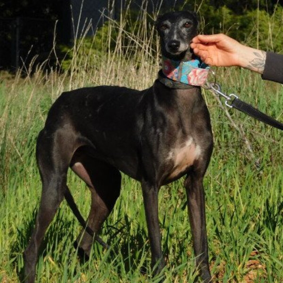 Adoption Naomi