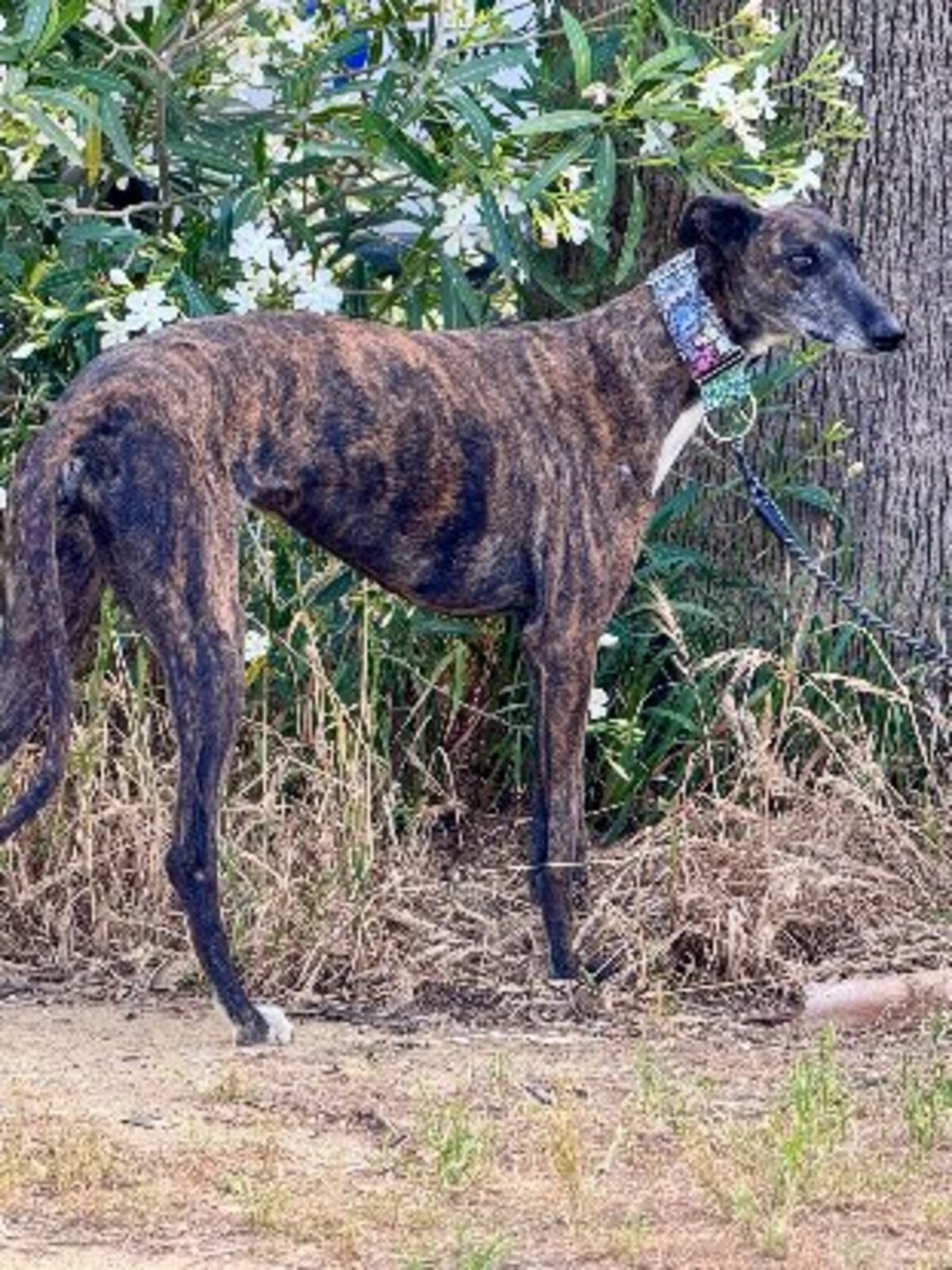 Adoption Nara