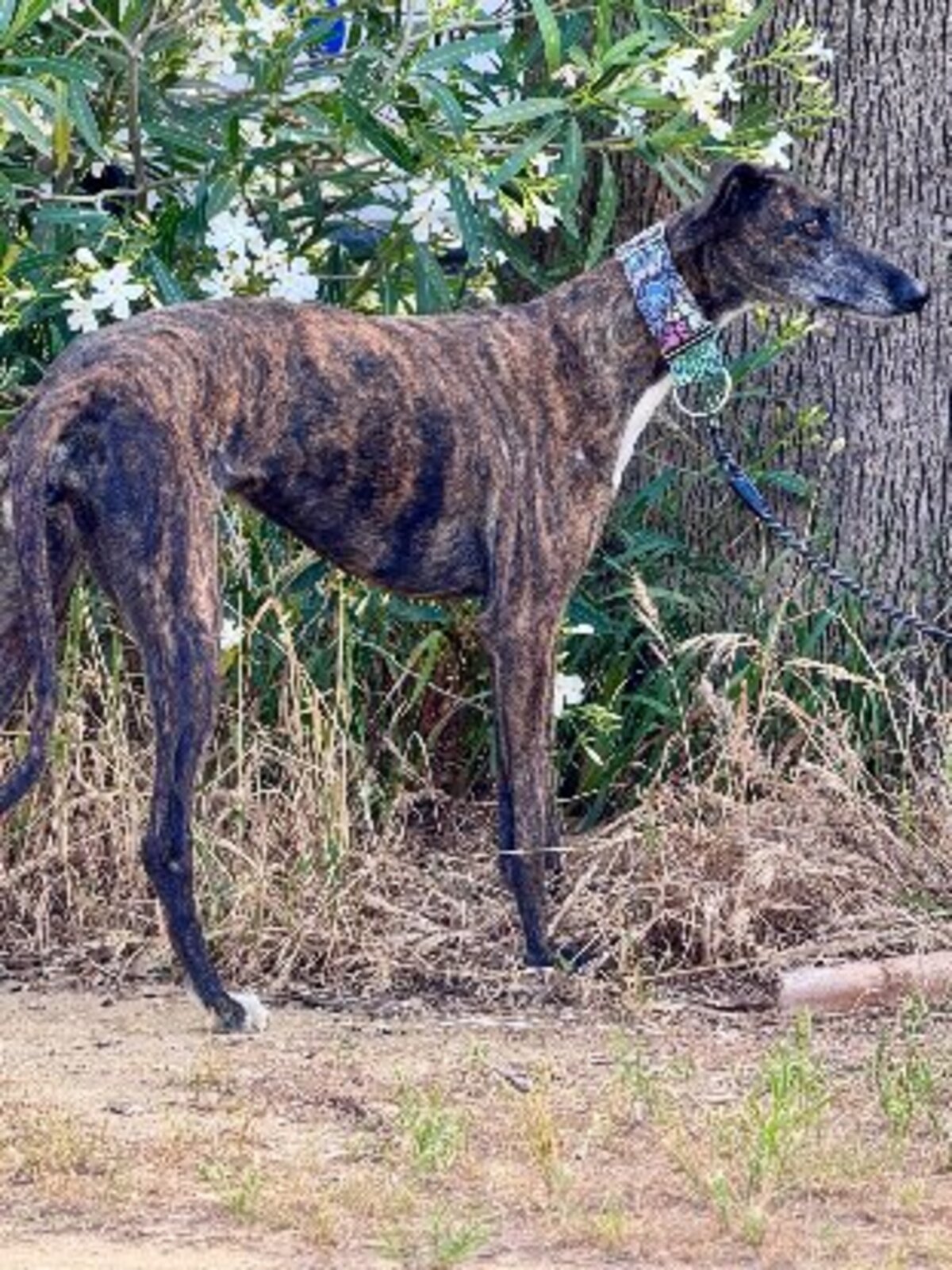 Adoption Nara