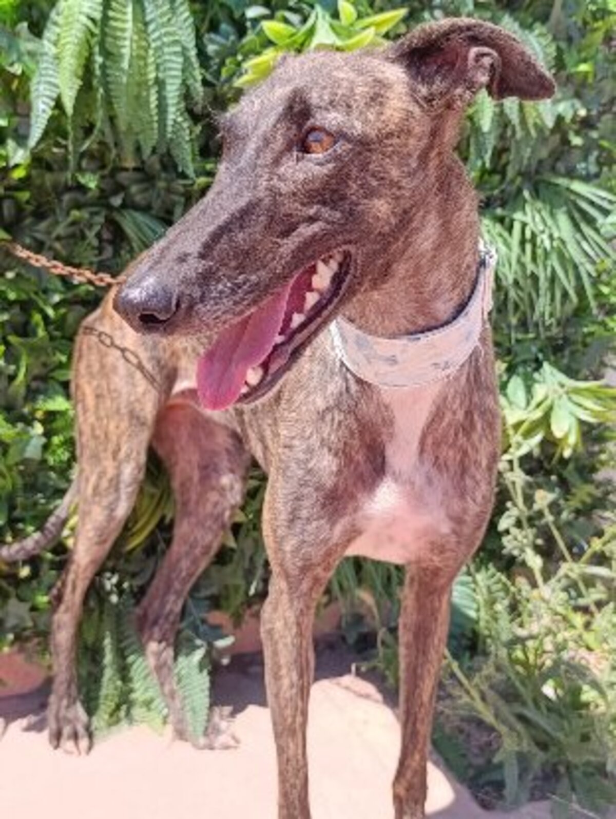 Adoption Narumi