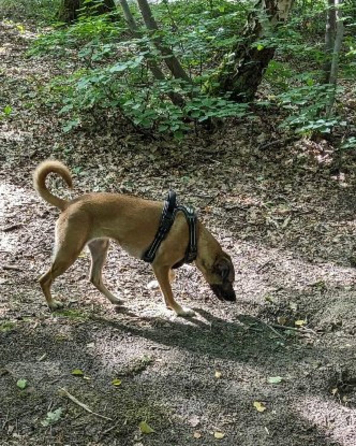Adoption Naska