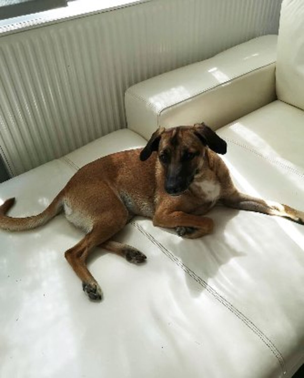 Adoption Naska