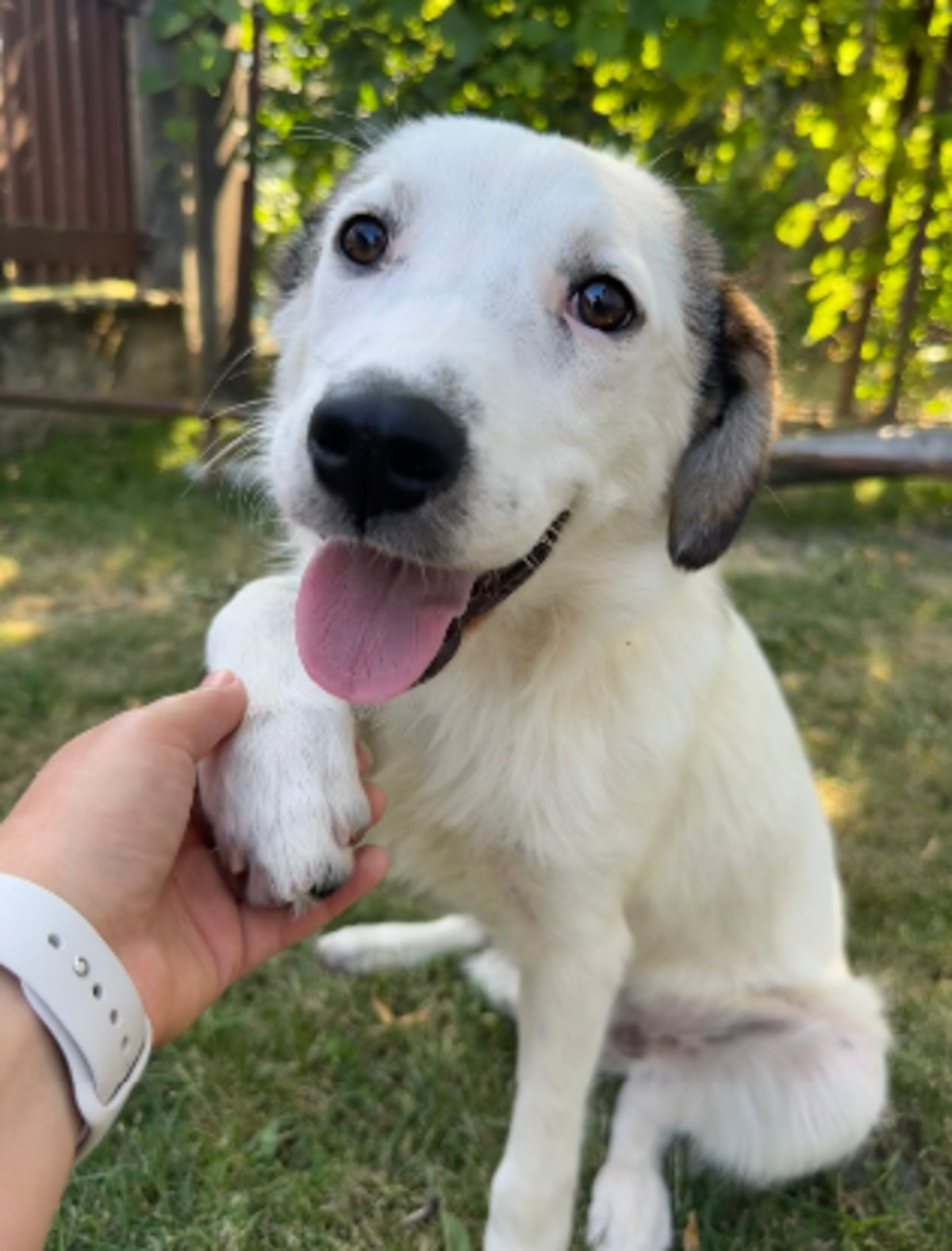Adoption Natasha