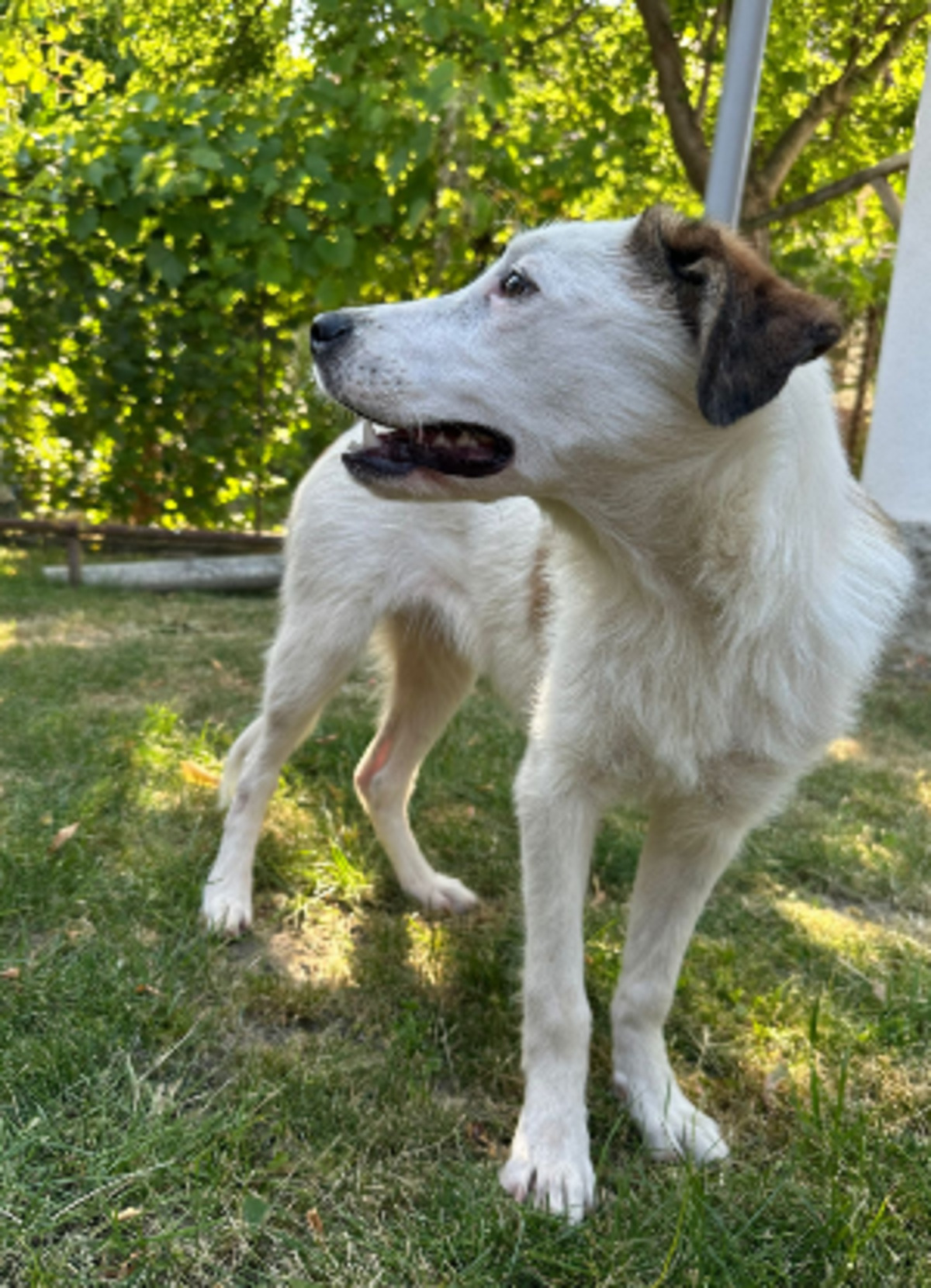 Adoption Natasha