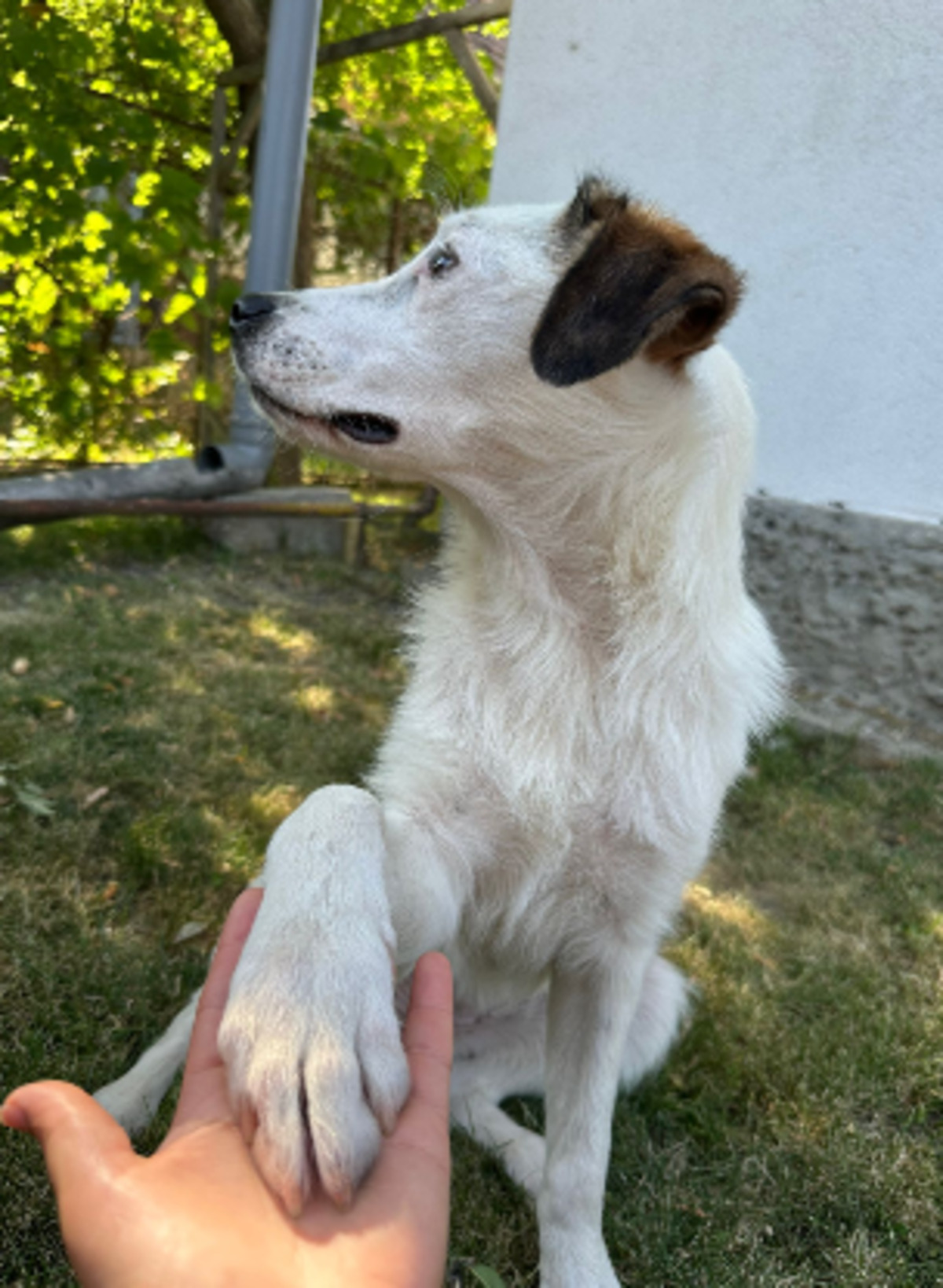 Adoption Natasha