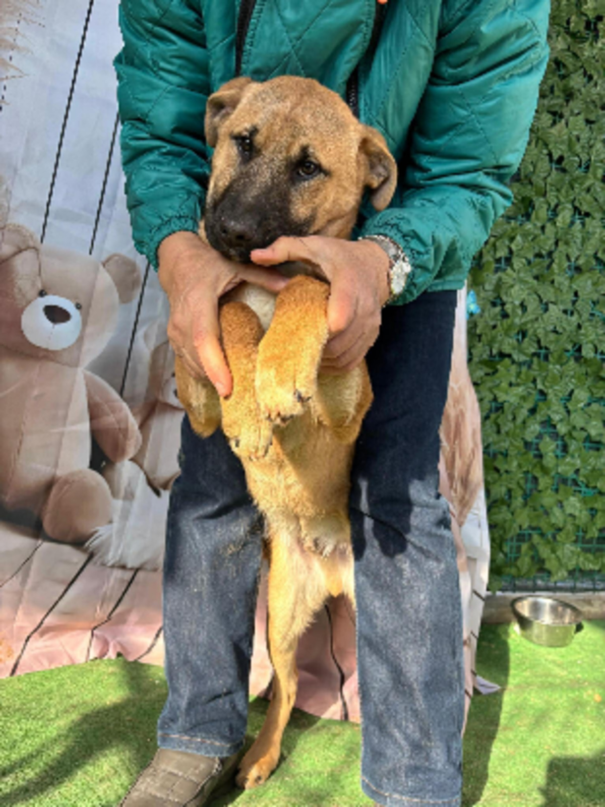 Adoption Natsu