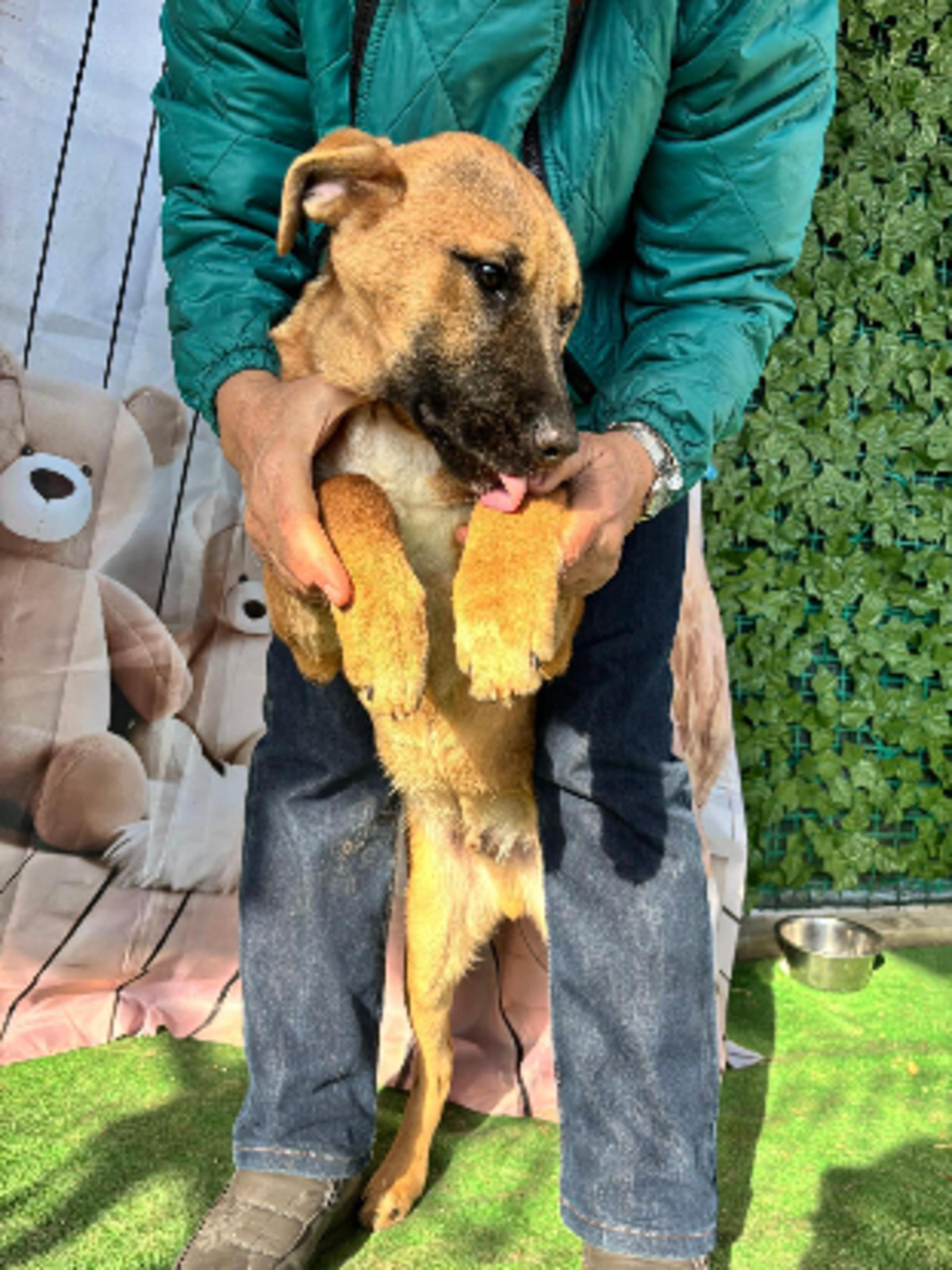 Adoption Natsu