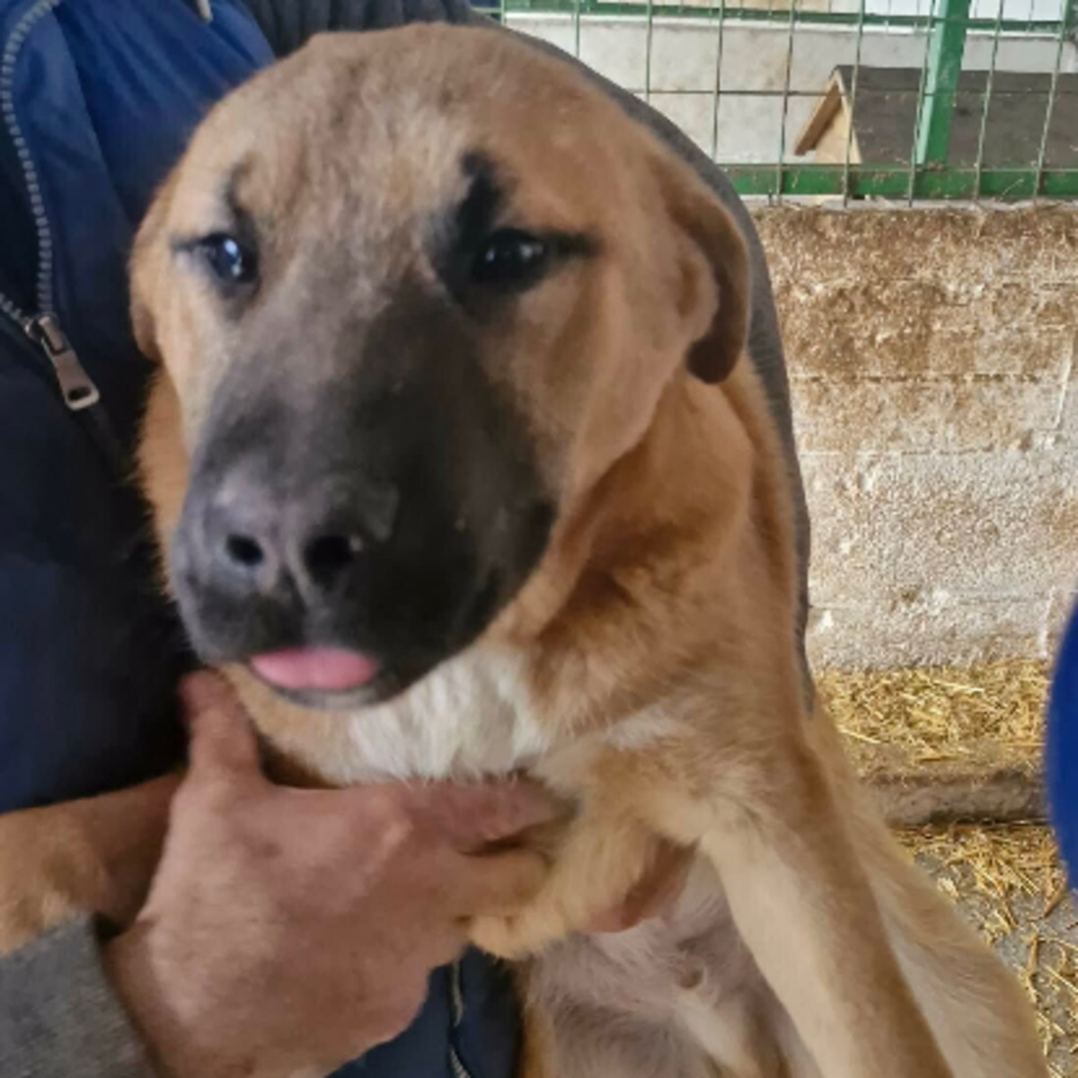 Adoption Natsu