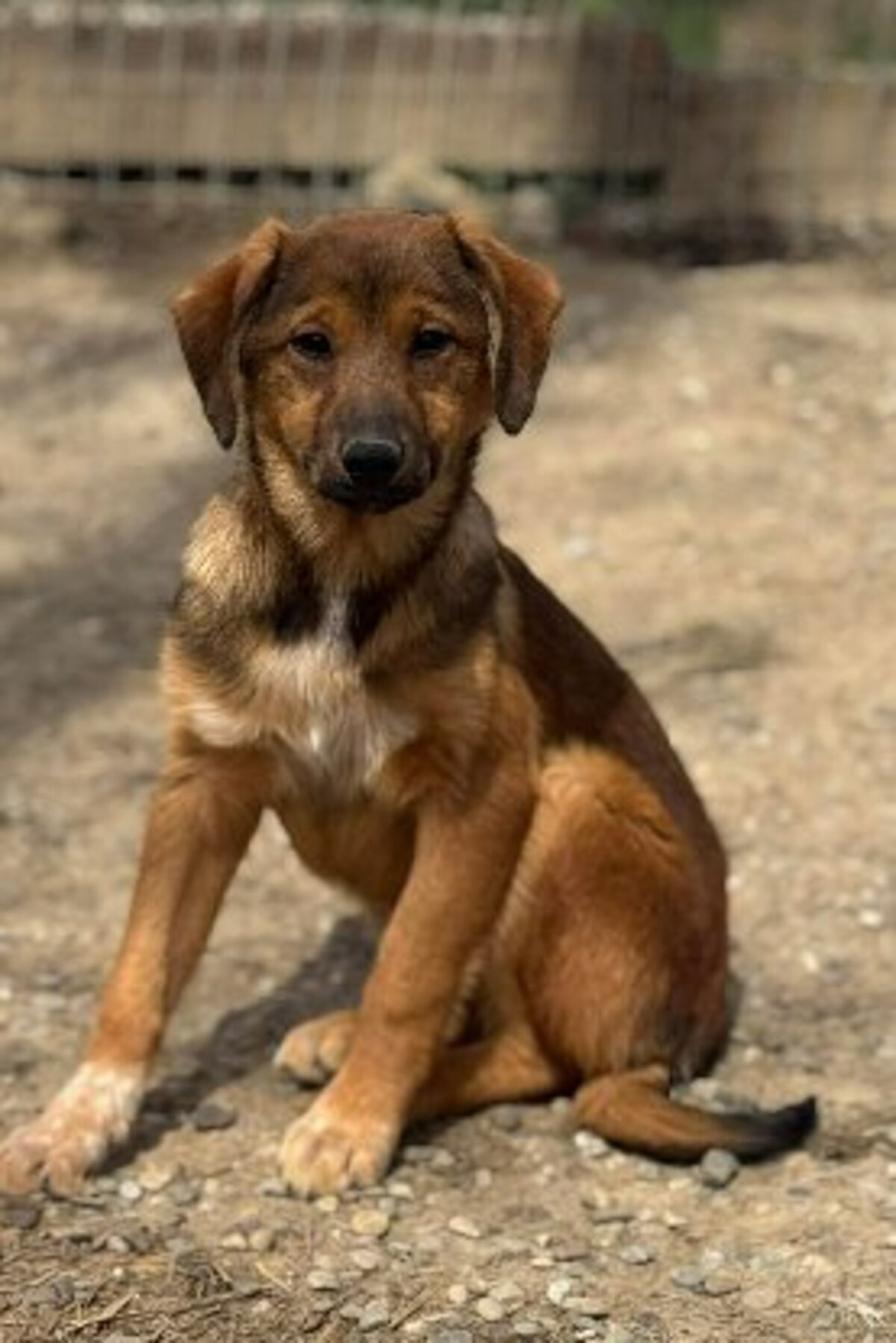 Adoption Navi