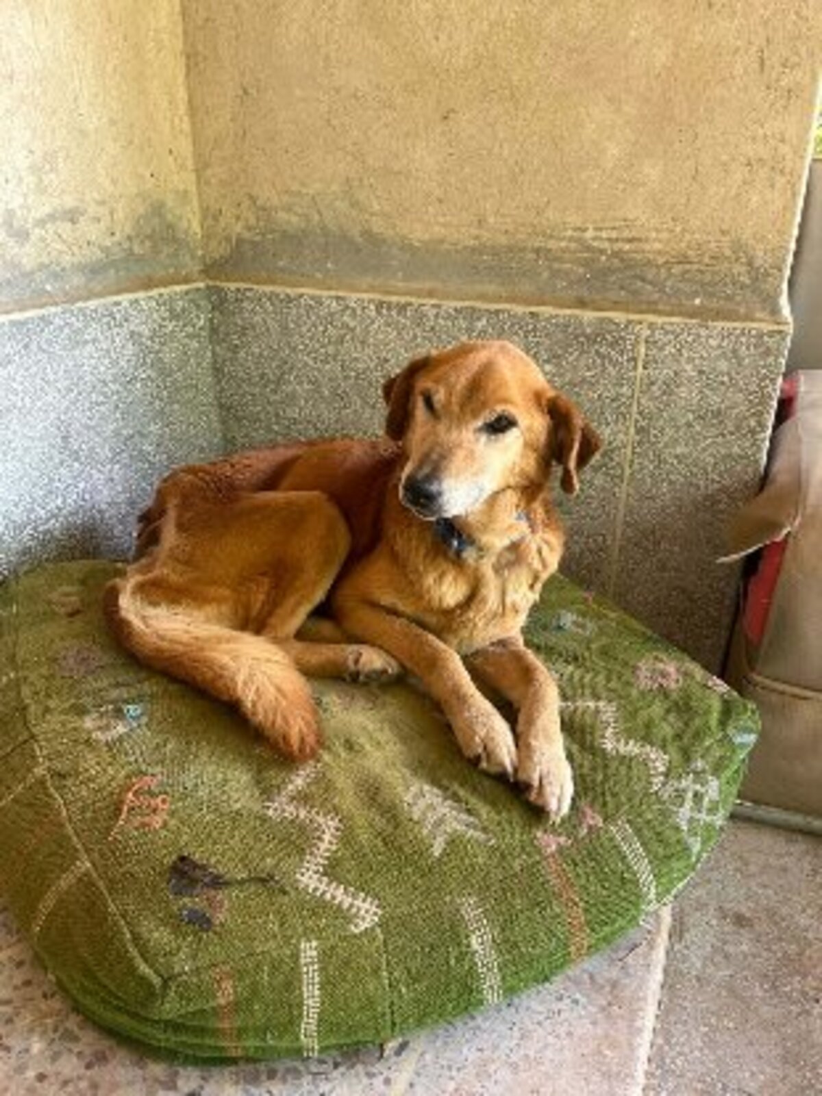 Adoption Naya