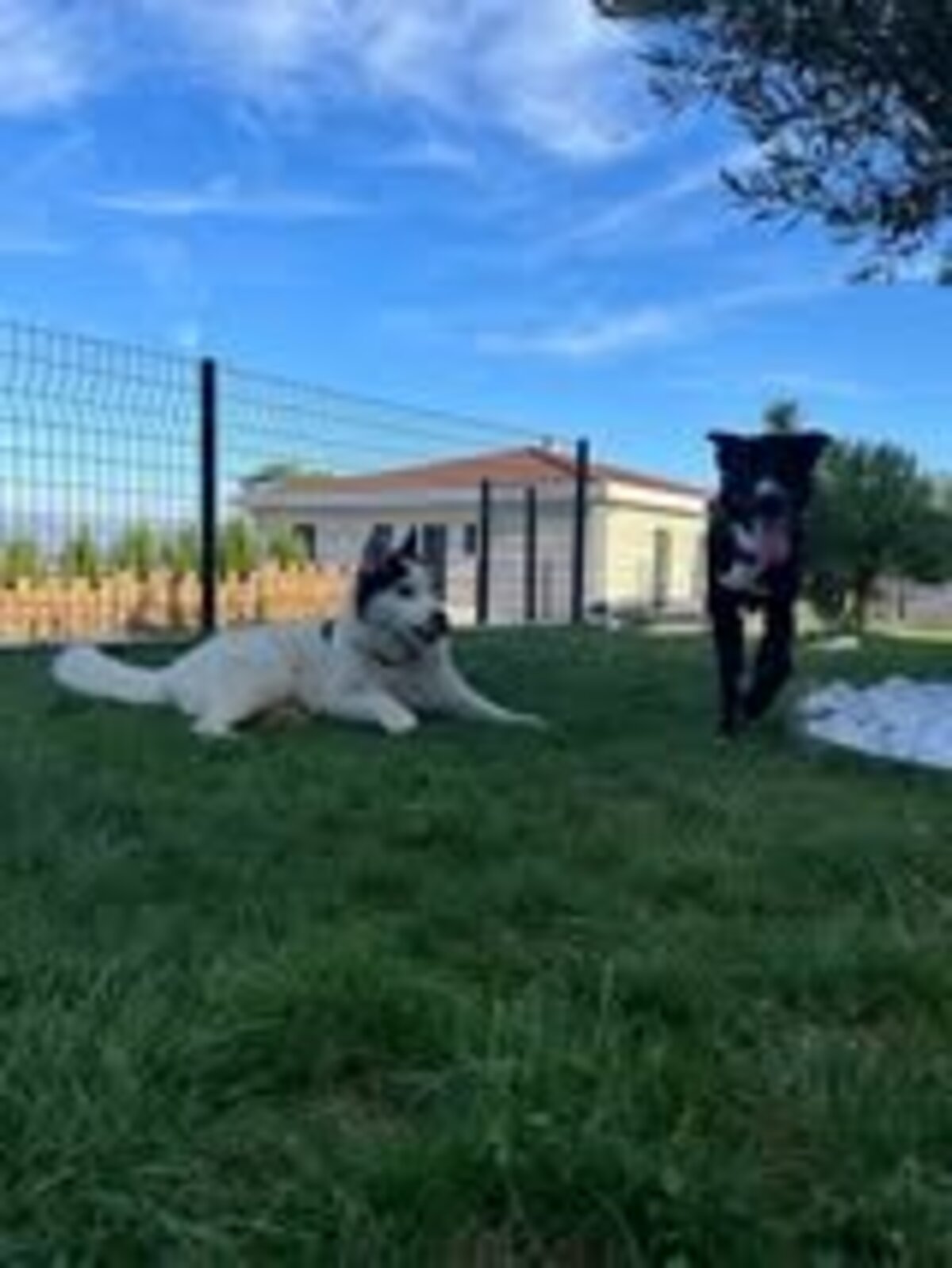 Adoption Nelio