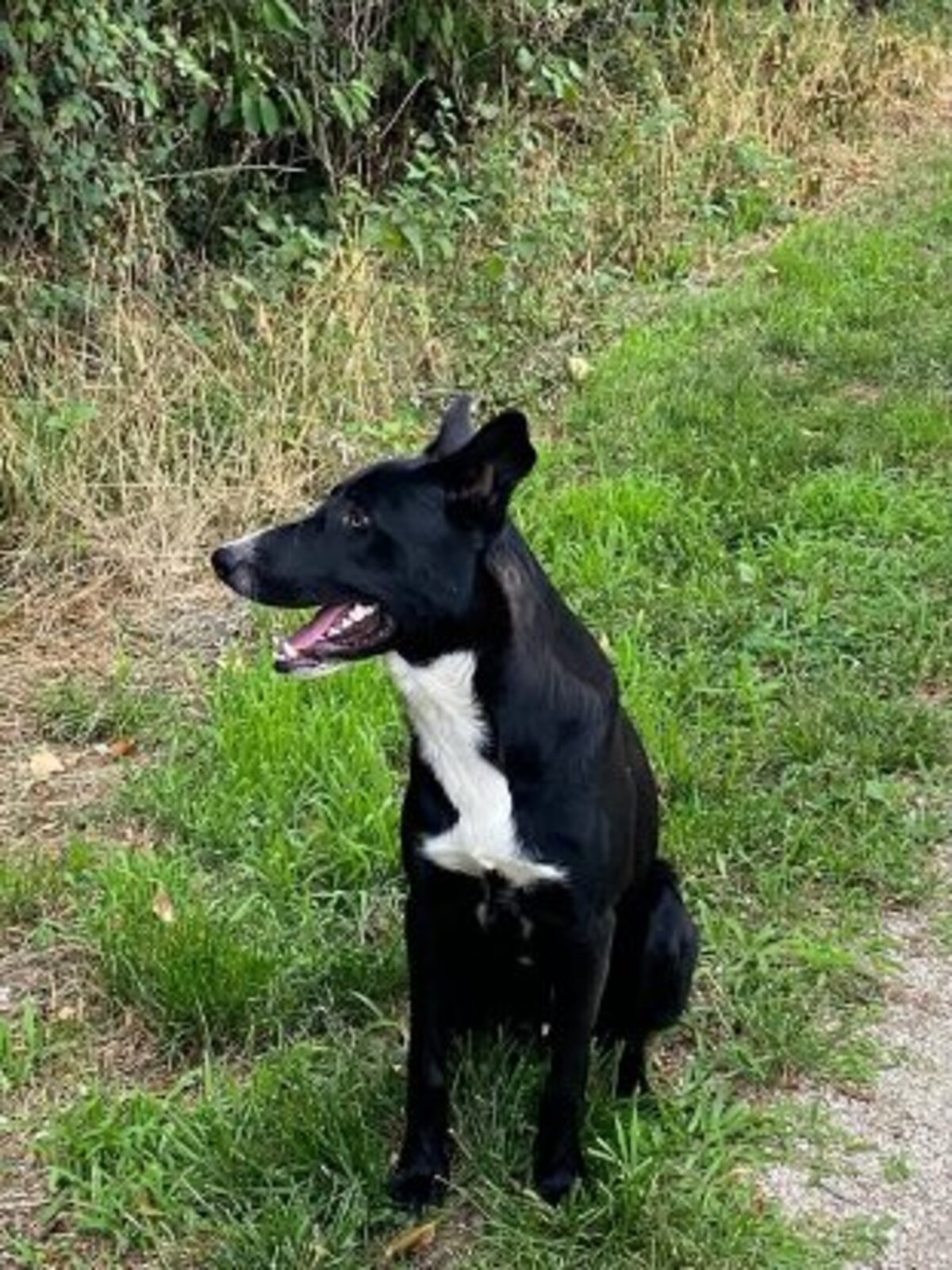 Adoption Nelio