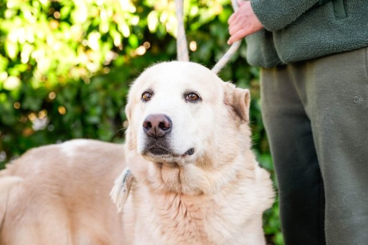 Adoption Nemo