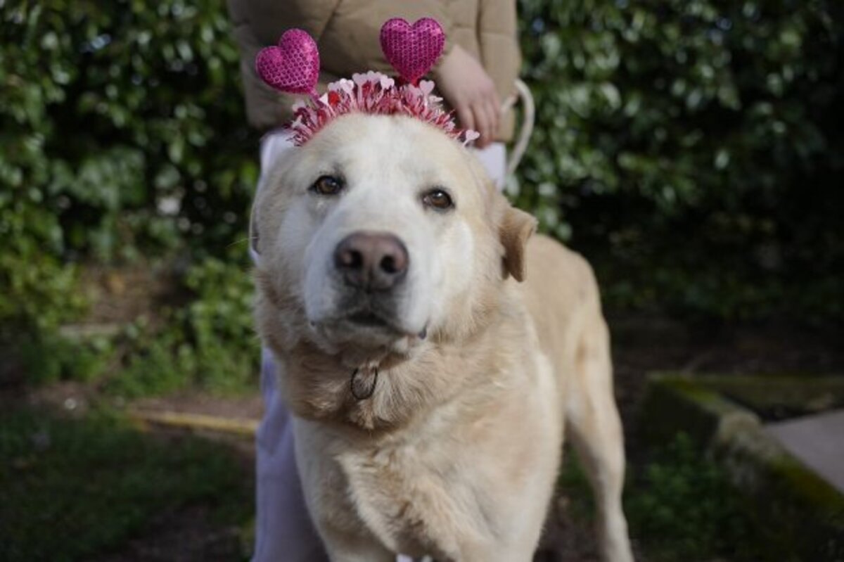 Adoption Nemo