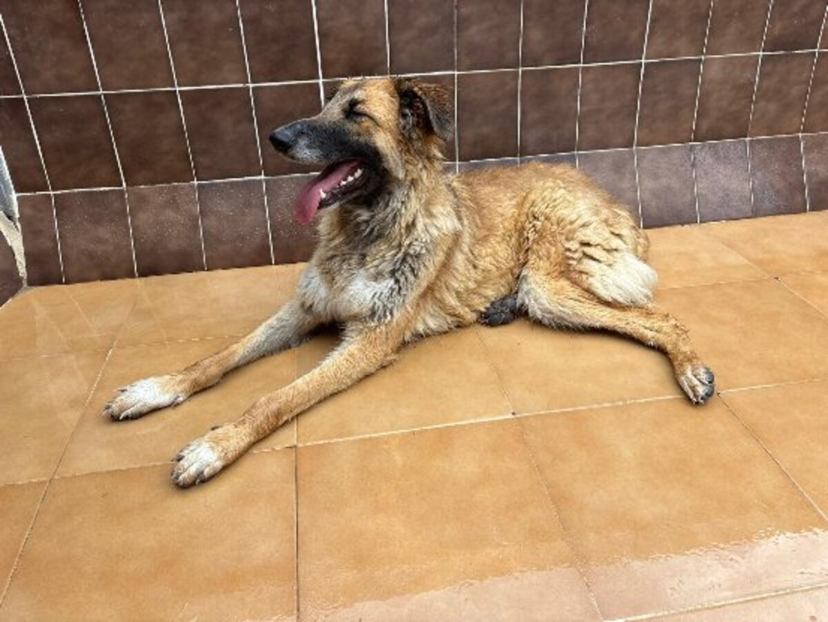 Adoption Nena