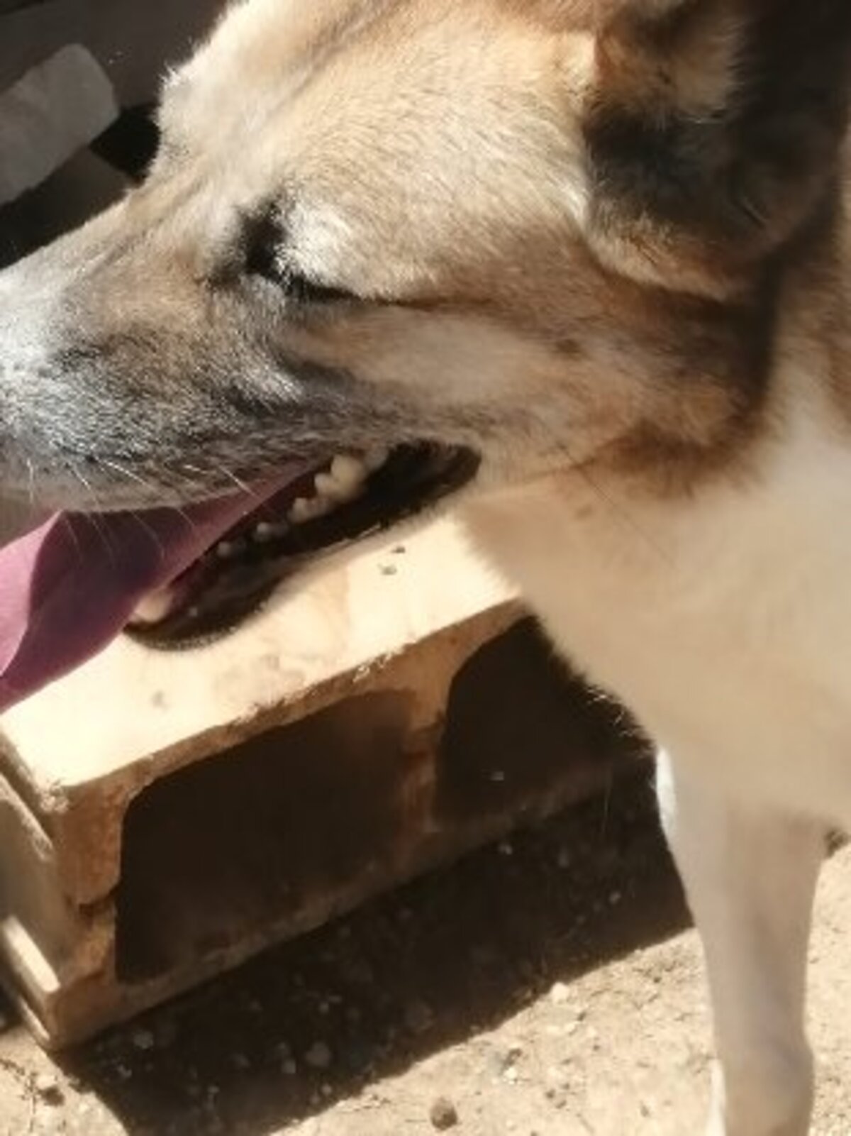Adoption Nena