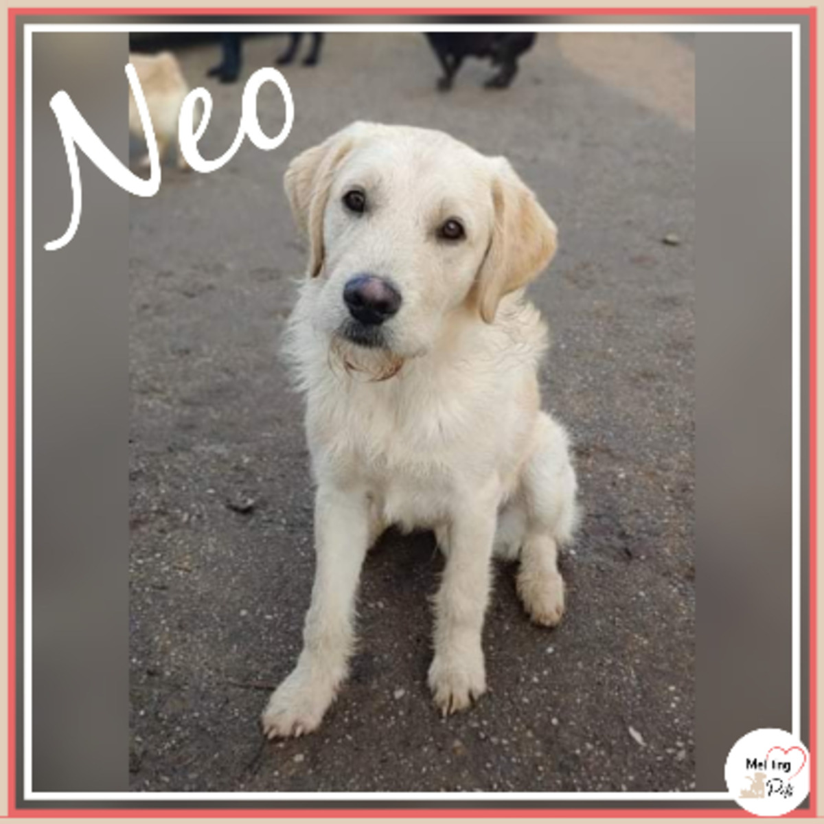 Adoption Neo