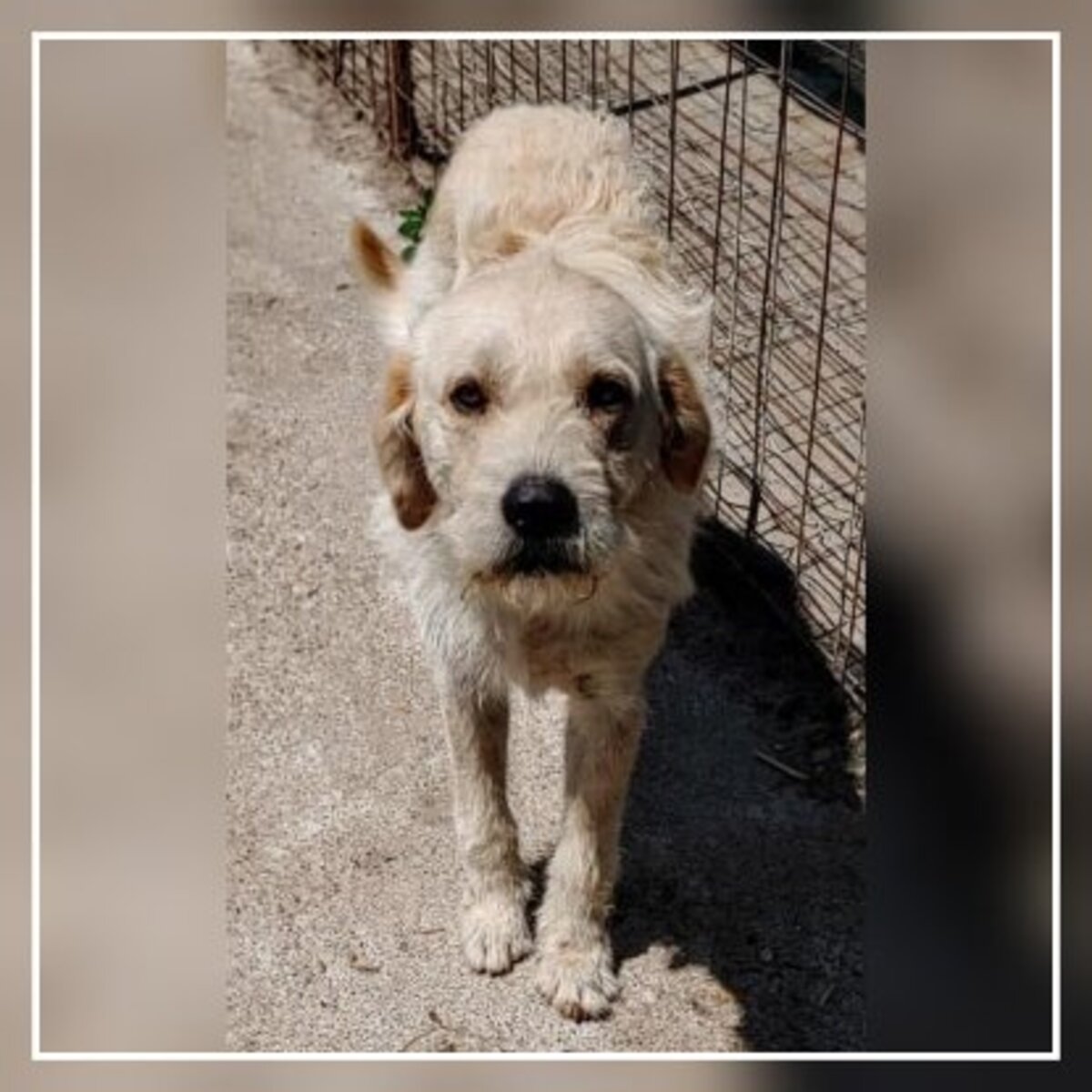 Adoption Neo