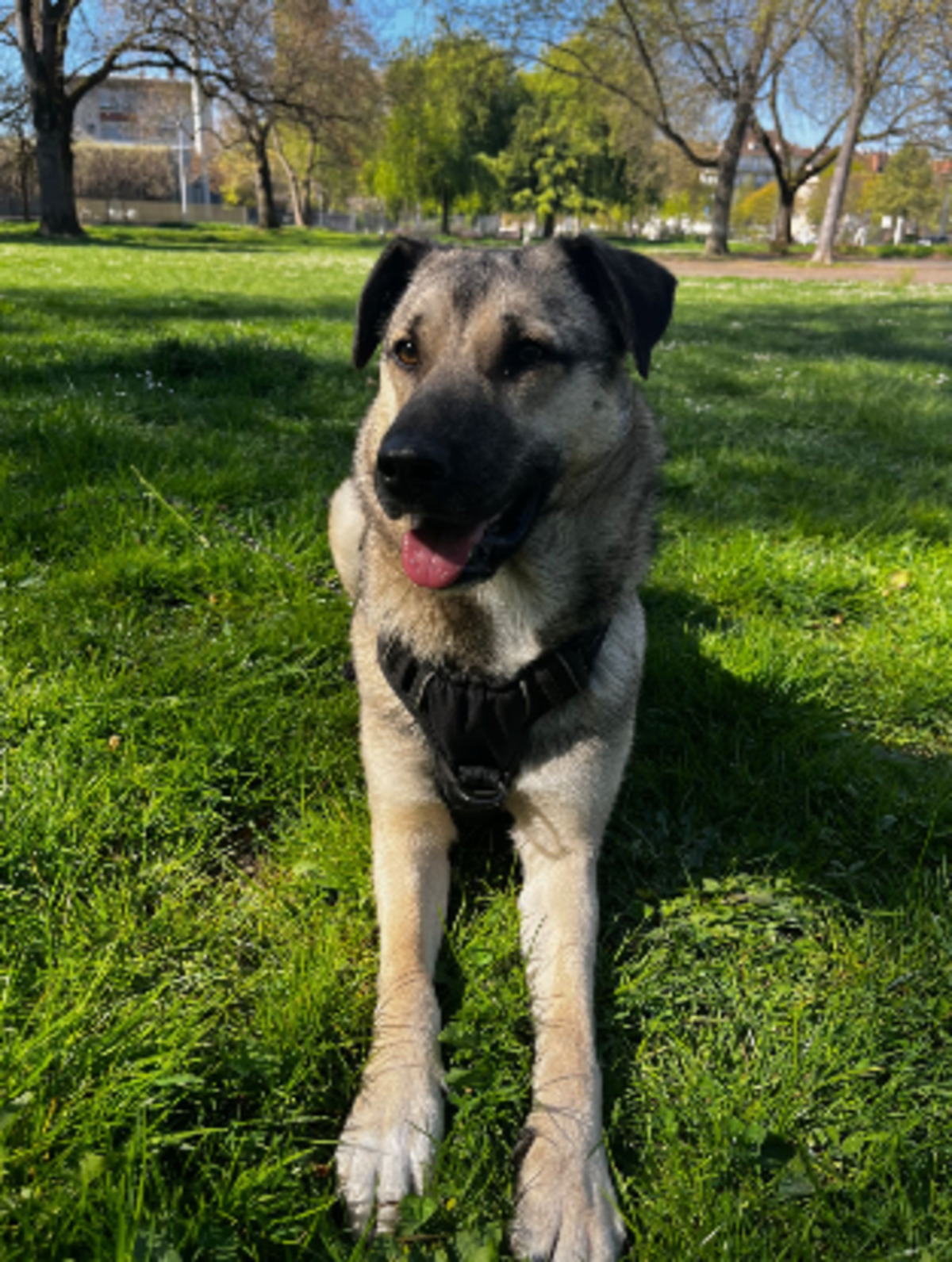 Adoption Nera