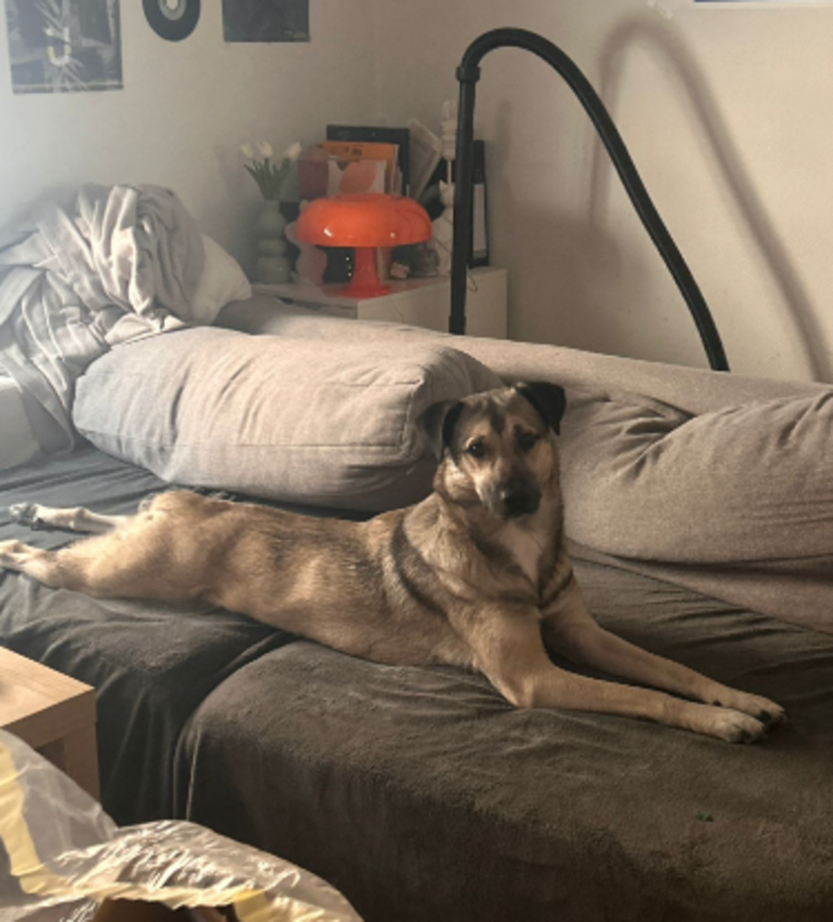 Adoption Nera