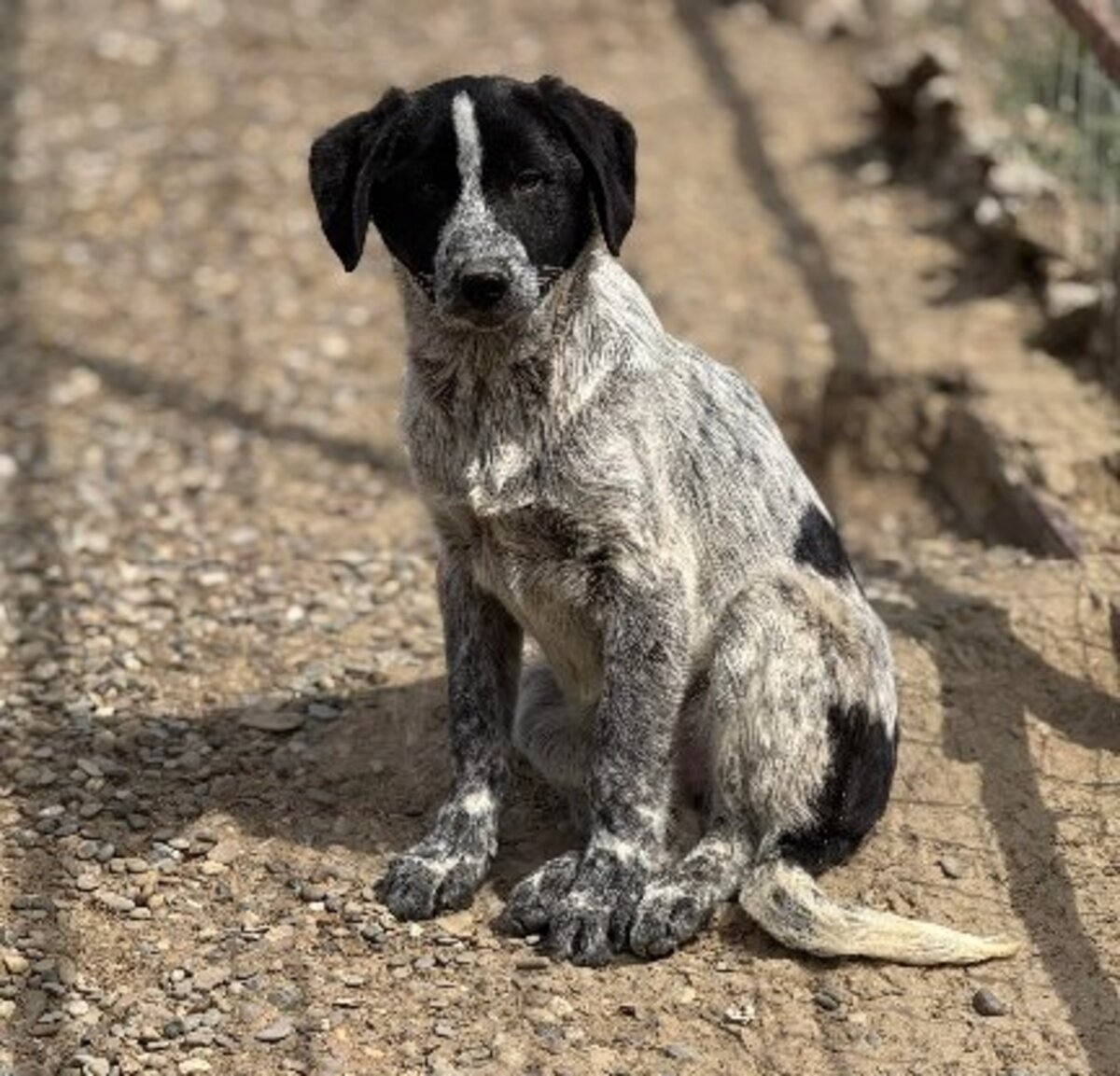 Adoption Nero