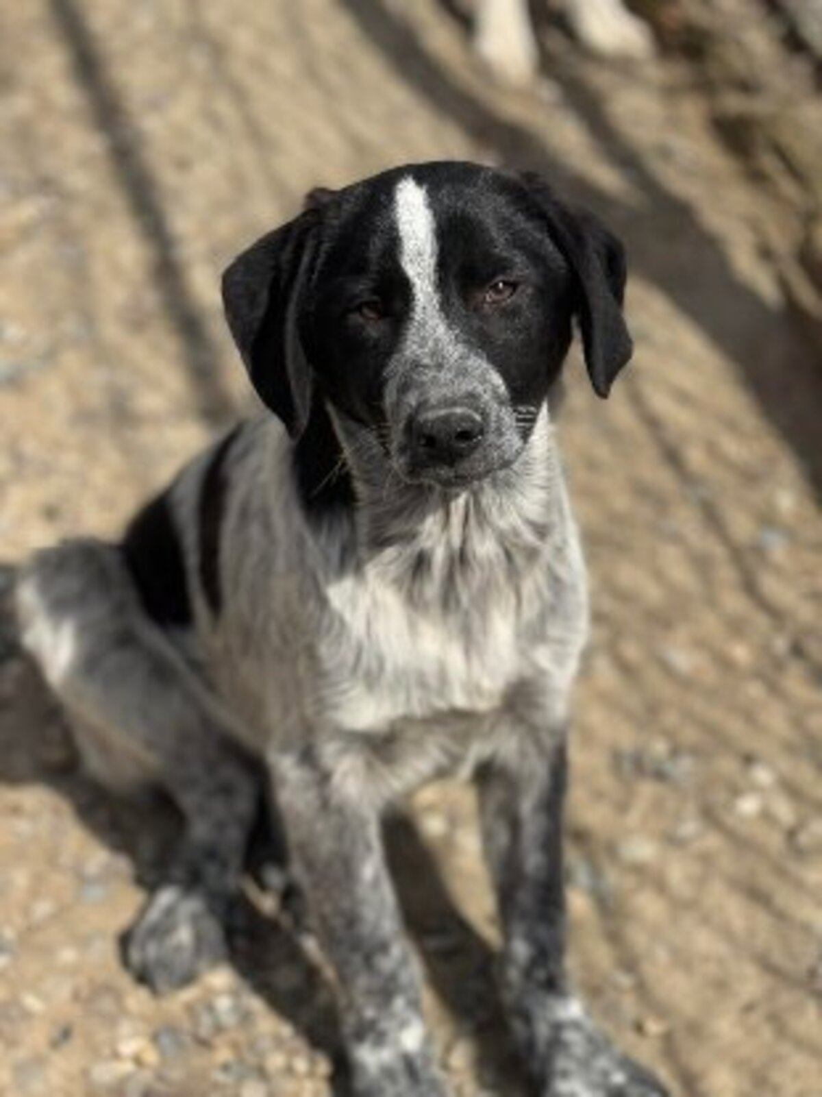 Adoption Nero