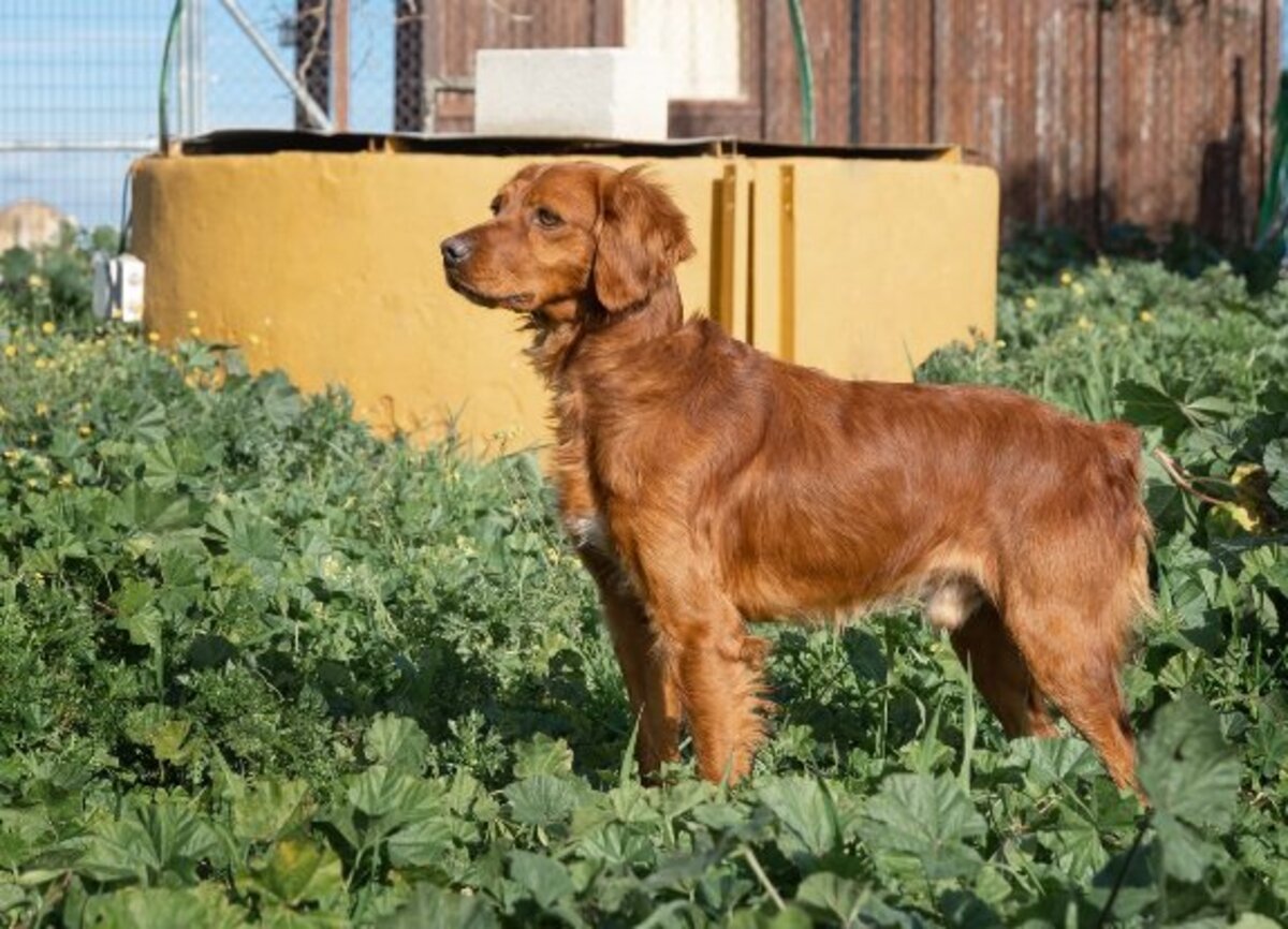 Adoption Nessi