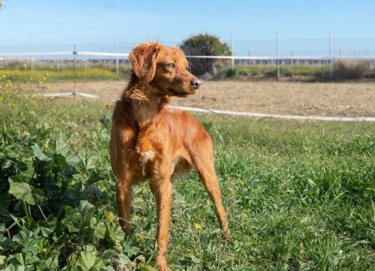 Adoption Nessi