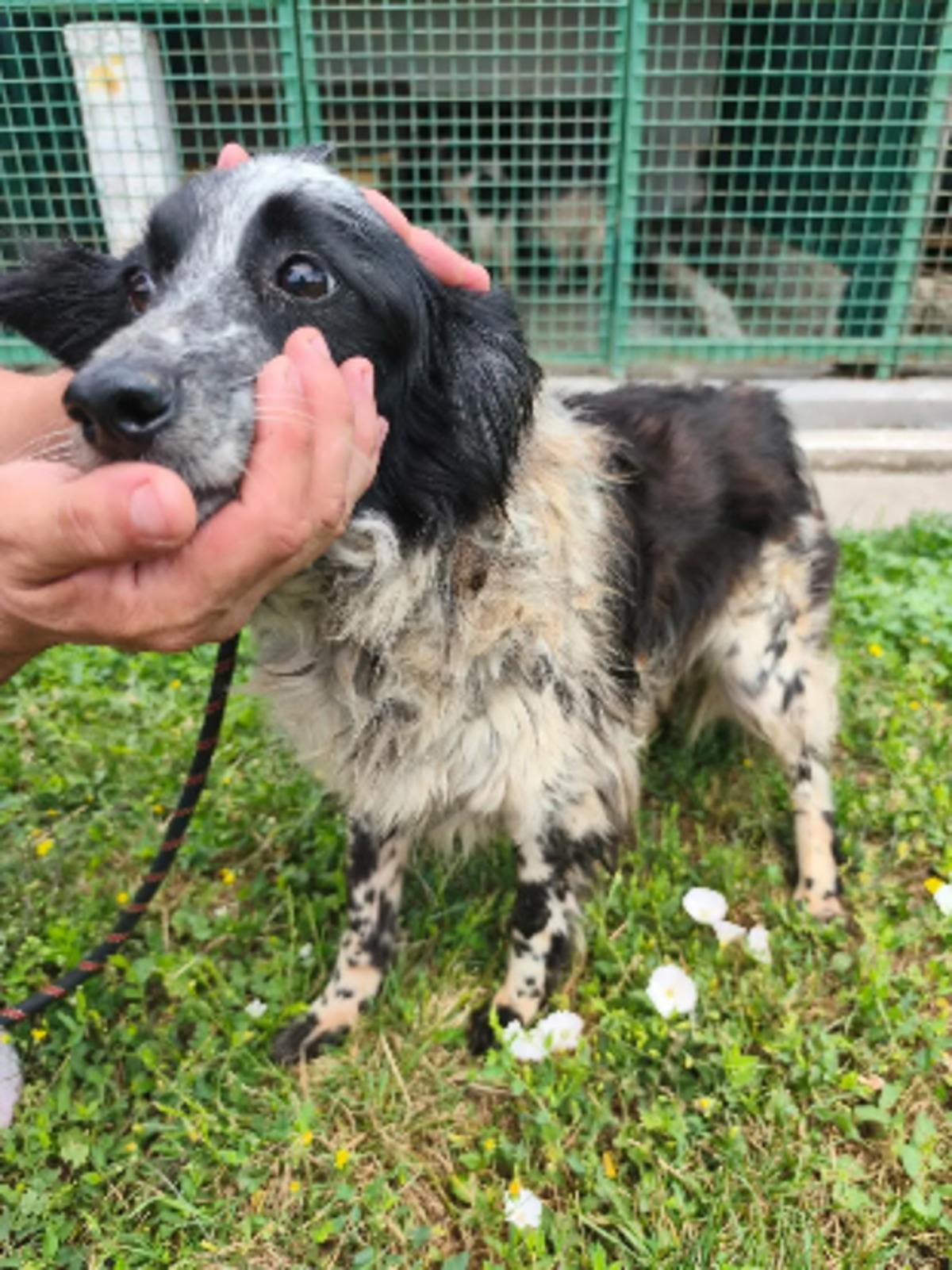 Adoption Nessie