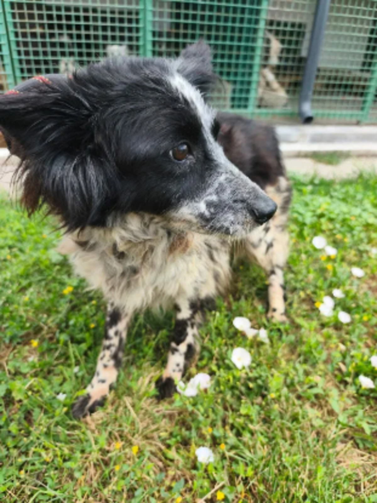 Adoption Nessie